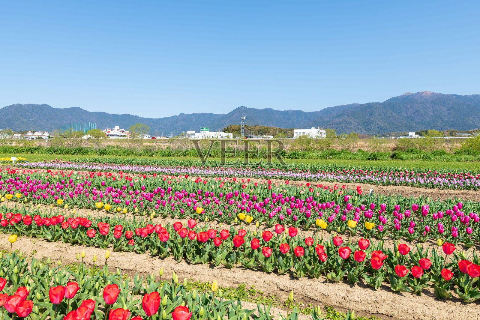 蔚蓝的天空和盛开的郁金香照片摄影图片