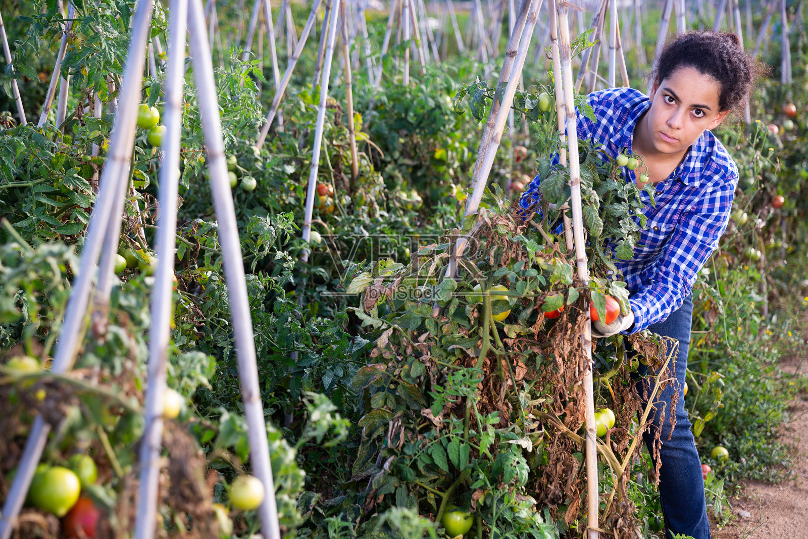 快乐的农场主在田里采摘成熟的红番茄照片摄影图片