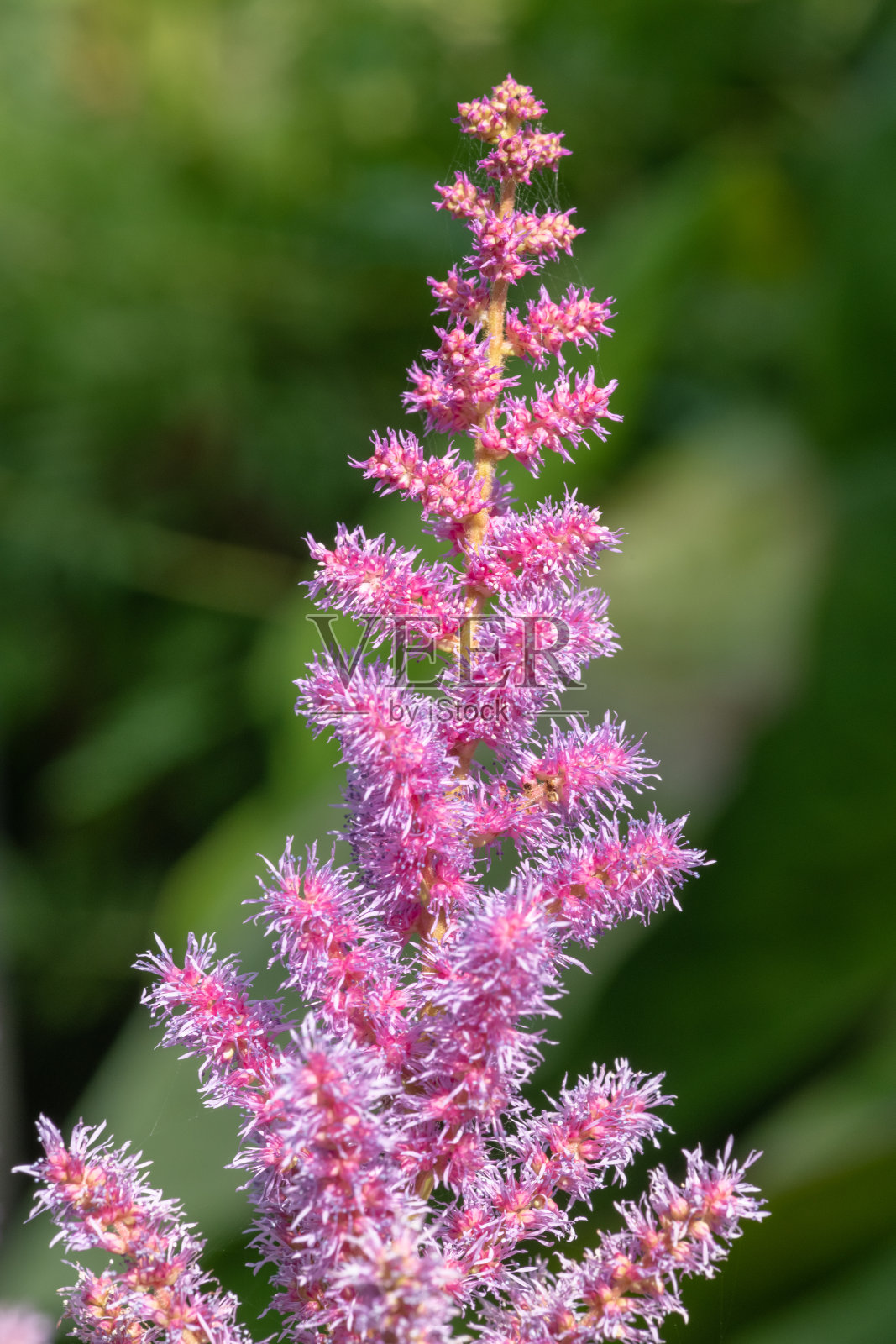 假山羊须花照片摄影图片