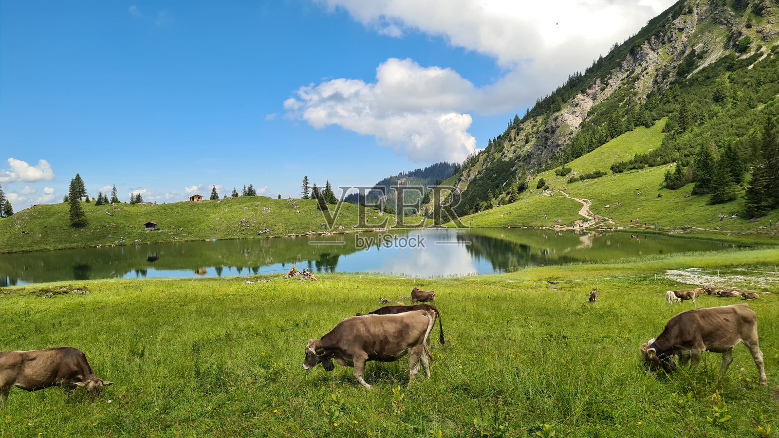 有牛和湖的山全景照片摄影图片