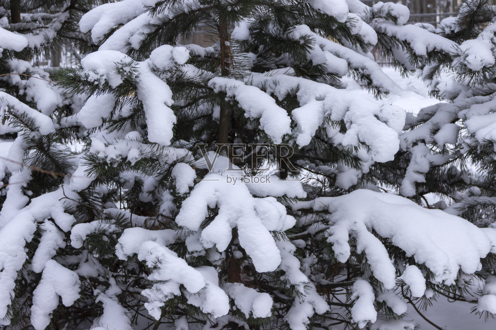 冷杉枝头有针，上面覆盖着雪，在冬天的一天。照片摄影图片
