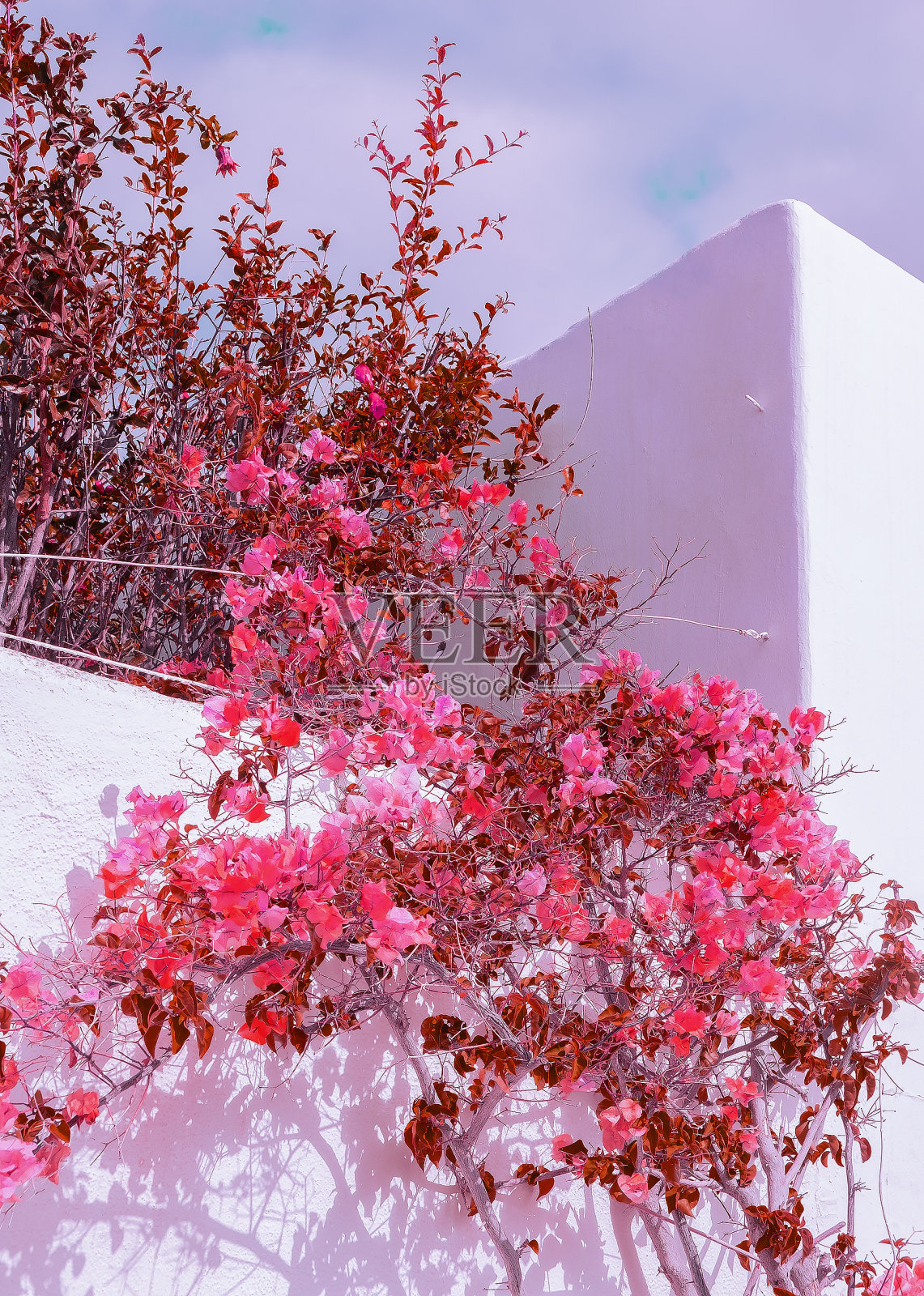 热带盛开的花朵在白色的墙壁背景。植物美学壁纸。加那利岛照片摄影图片