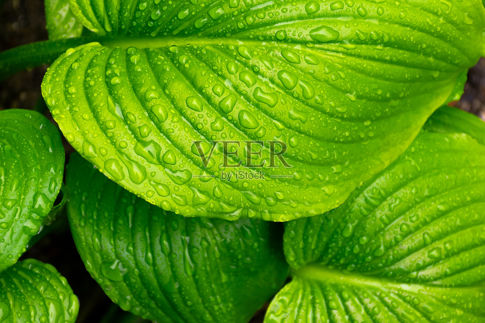 湿的自然背景在水滴照片摄影图片