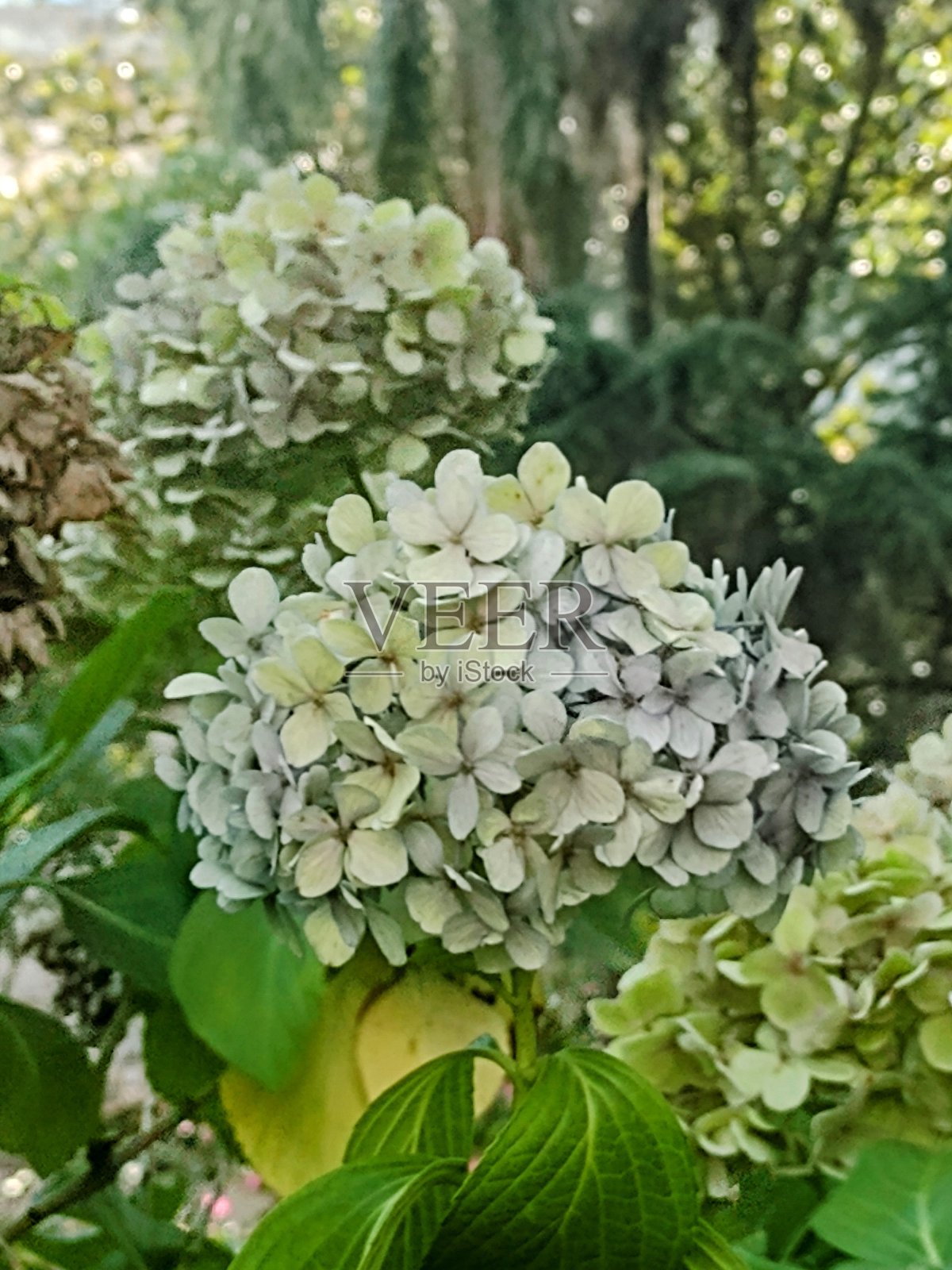 绣球花照片摄影图片