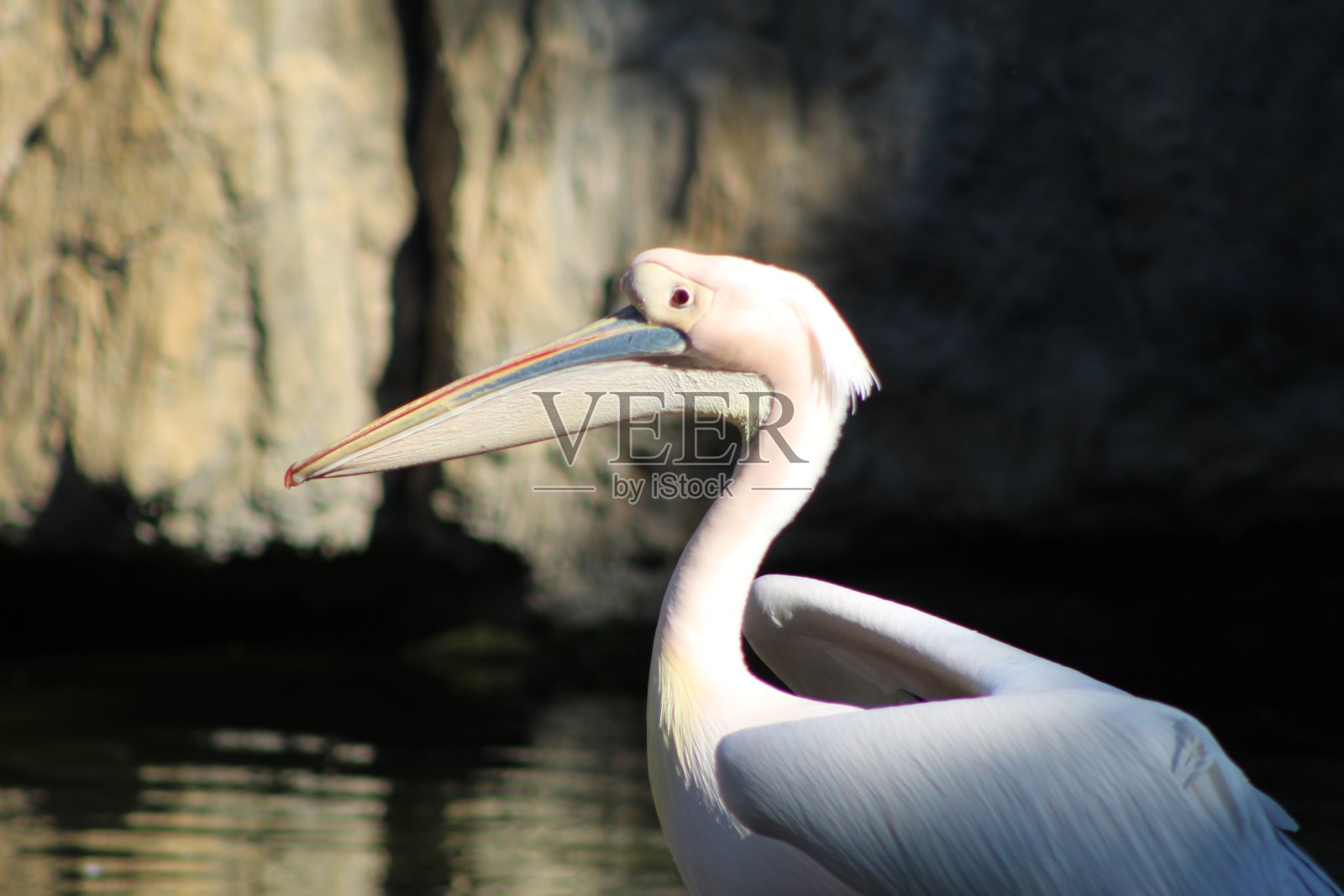 鸟照片摄影图片