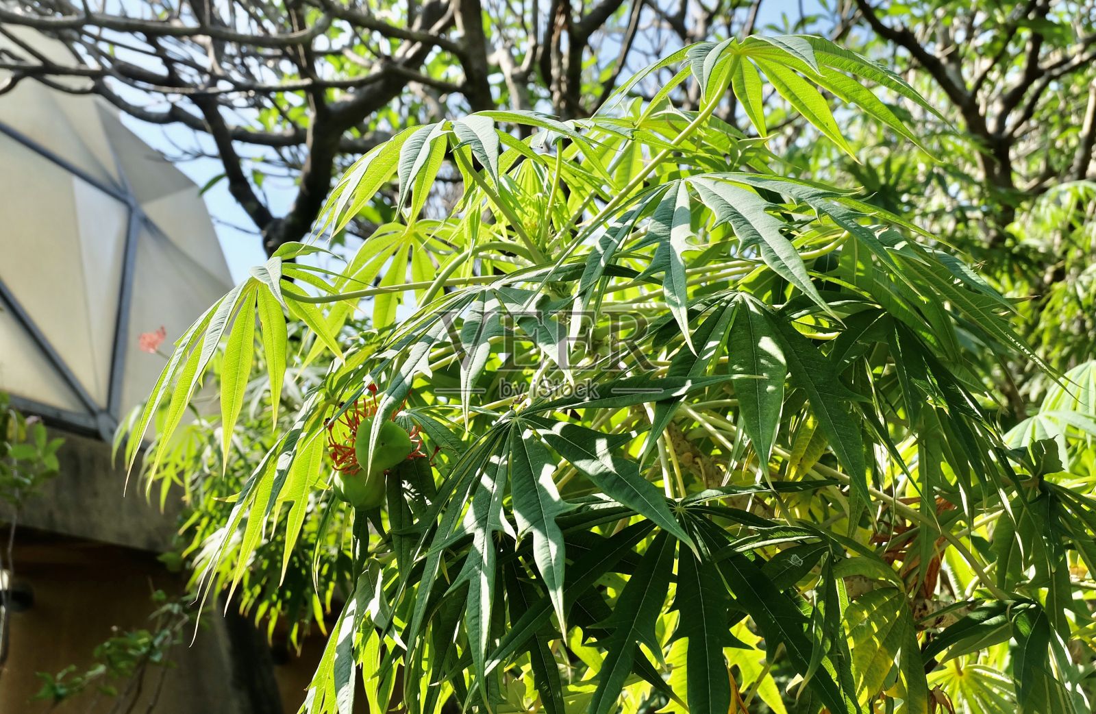 麻疯树或珊瑚植物，树上有红花照片摄影图片