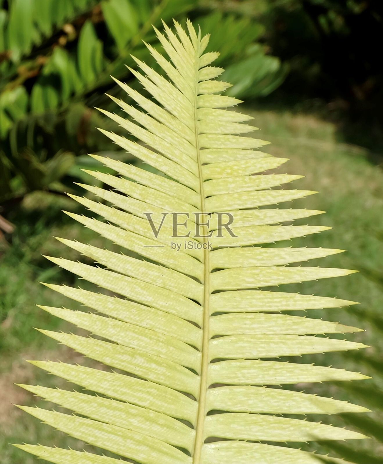 园林中的栗子雕棕榈装饰照片摄影图片