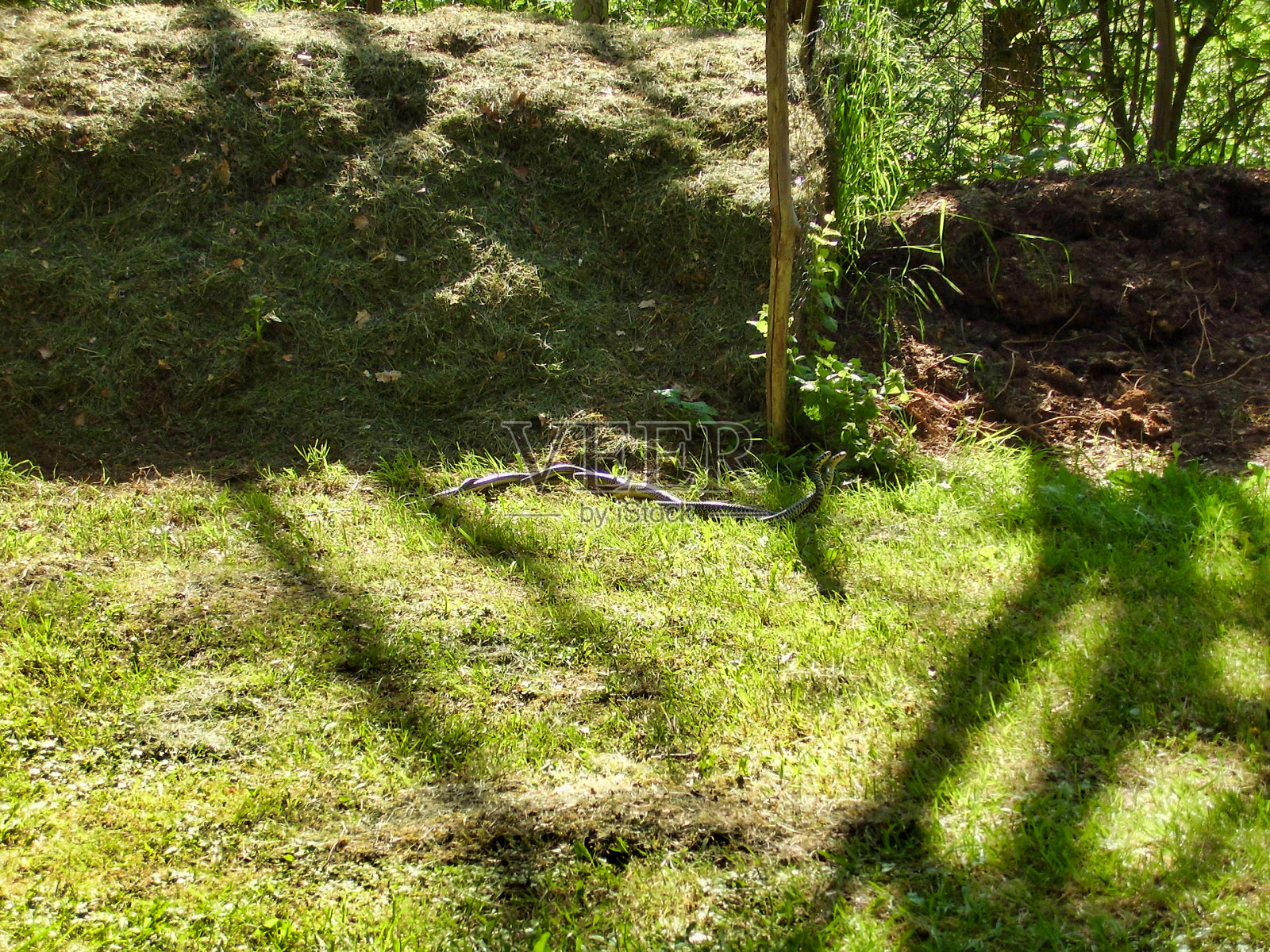 欧洲鞭蛇照片摄影图片