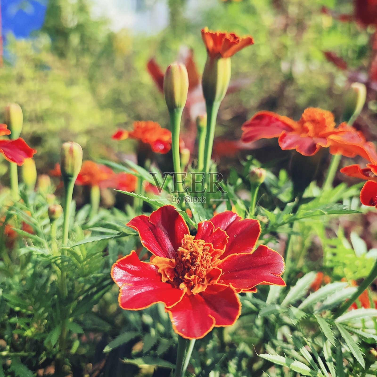 孔雀草照片摄影图片