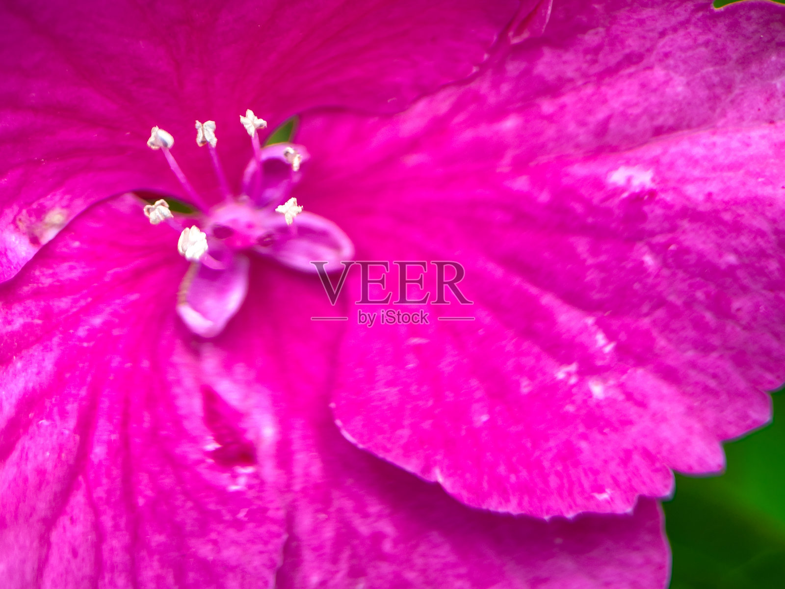 花照片摄影图片