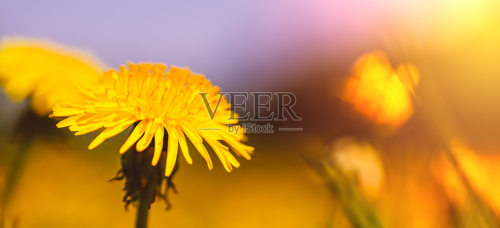 黄色的蒲公英在绿色的草地上的自然背景照片摄影图片