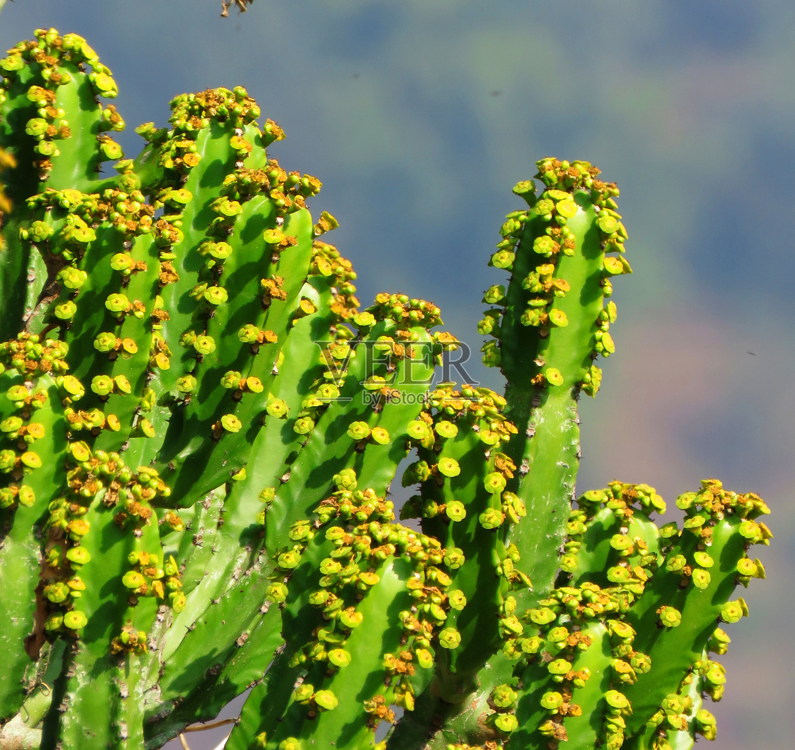 仙人掌在孤立的背景。绿色的仙人掌孤立。照片摄影图片