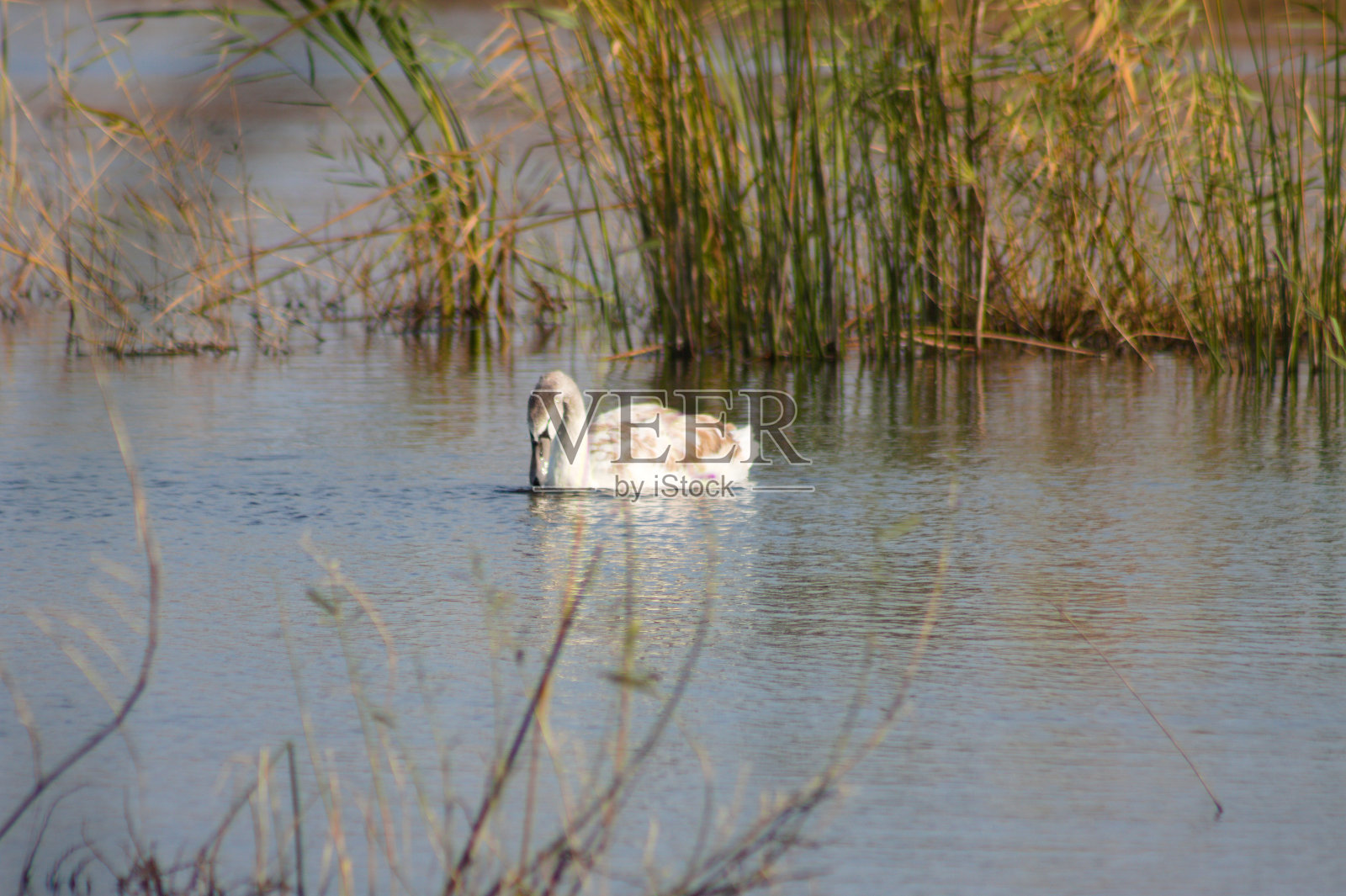 天鹅用它的鼻子在水里搜索，近p和模糊的芦苇背景照片摄影图片