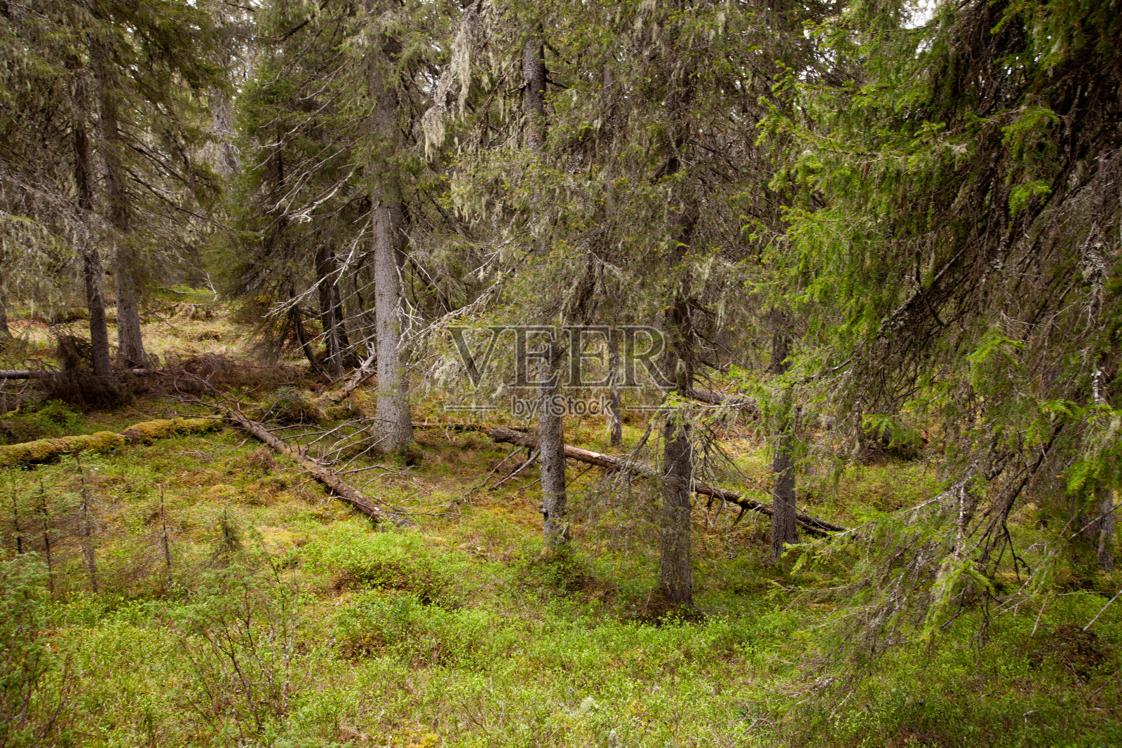 瓦尔塔瓦阿拉的一片原始针叶林在夏季的几个月里被砍伐了照片摄影图片