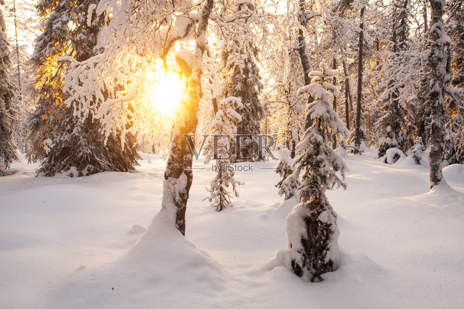 一个阳光明媚的冬夜，库萨莫附近的奥兰卡国家公园照片摄影图片