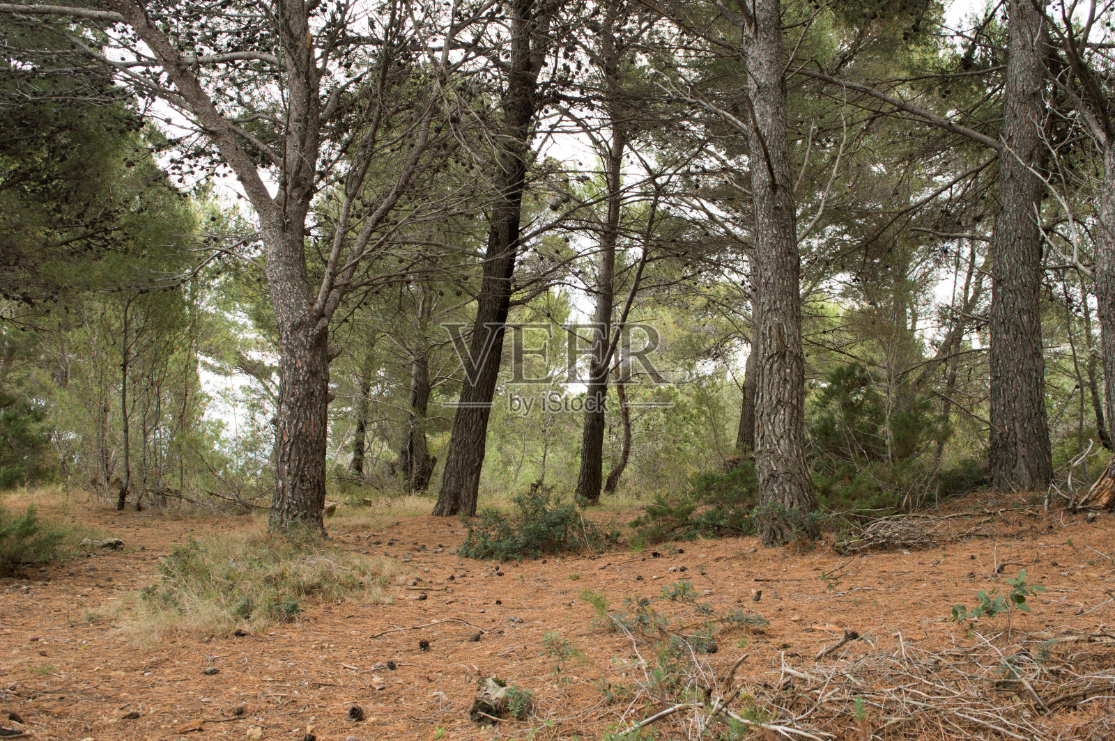 地中海松林照片摄影图片
