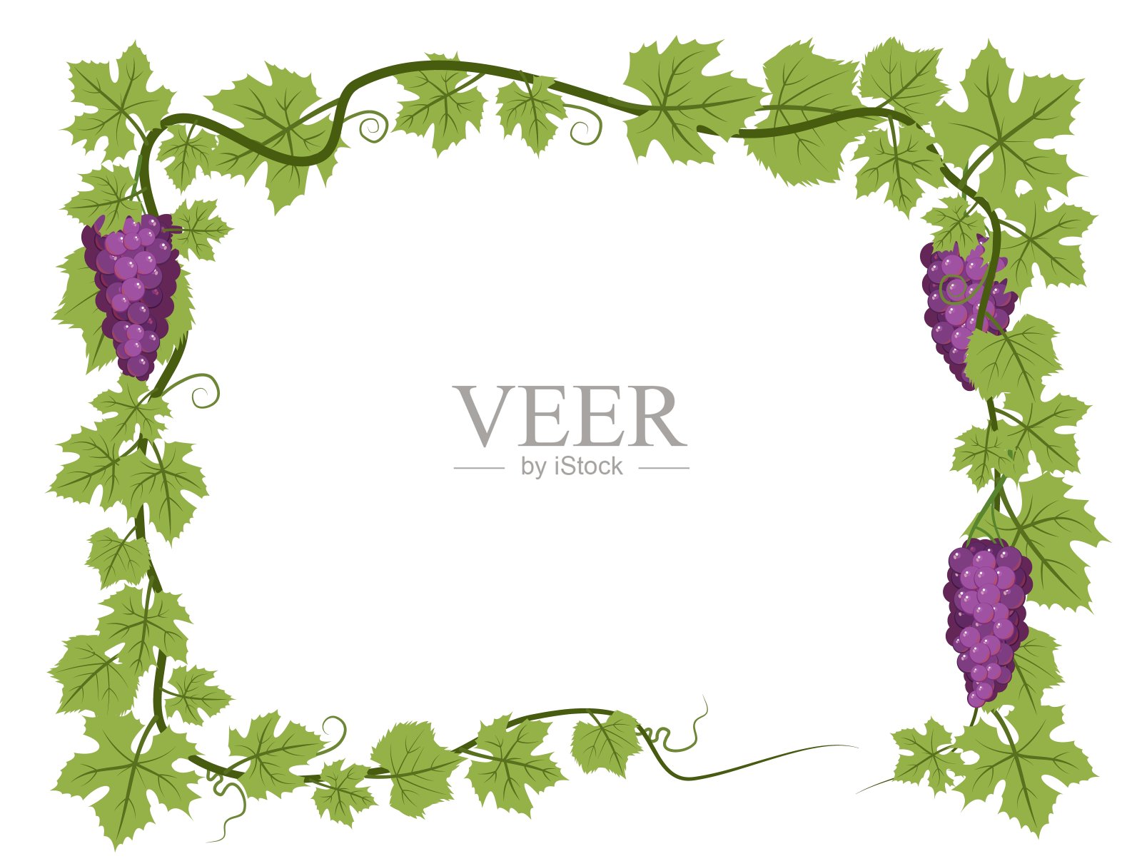 矩形框。有叶子和一串串葡萄的藤蔓植物。葡萄栽培和农业。在浓密的灌木上有浆果的树枝。年轻的葡萄园。甜蜜的秋收。孤立的白色背景。向量。插画图片素材