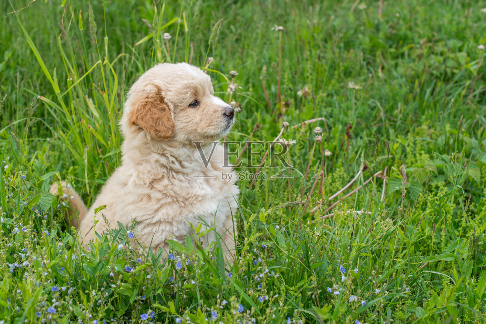 一只小狗坐在草地上。侧面肖像照片摄影图片