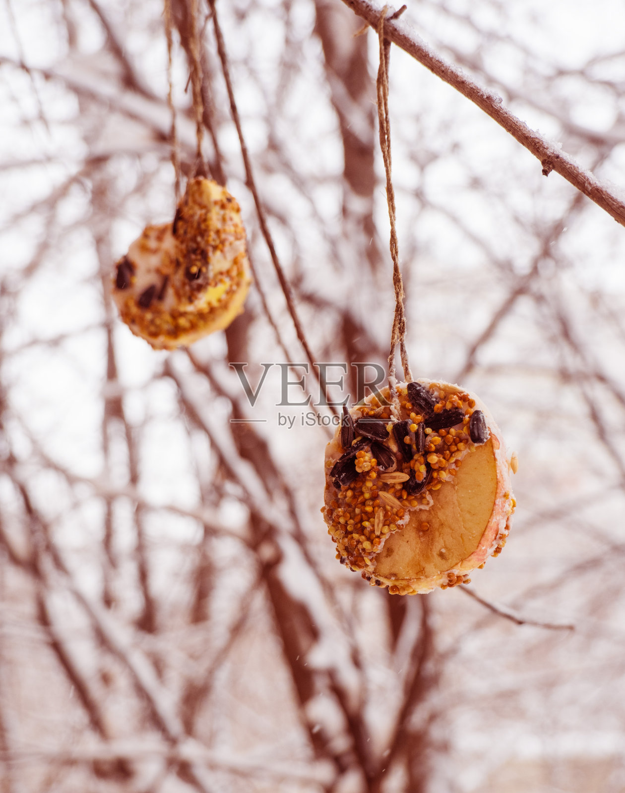 冬天用苹果和南瓜的种子自制喂鸟器。照片摄影图片