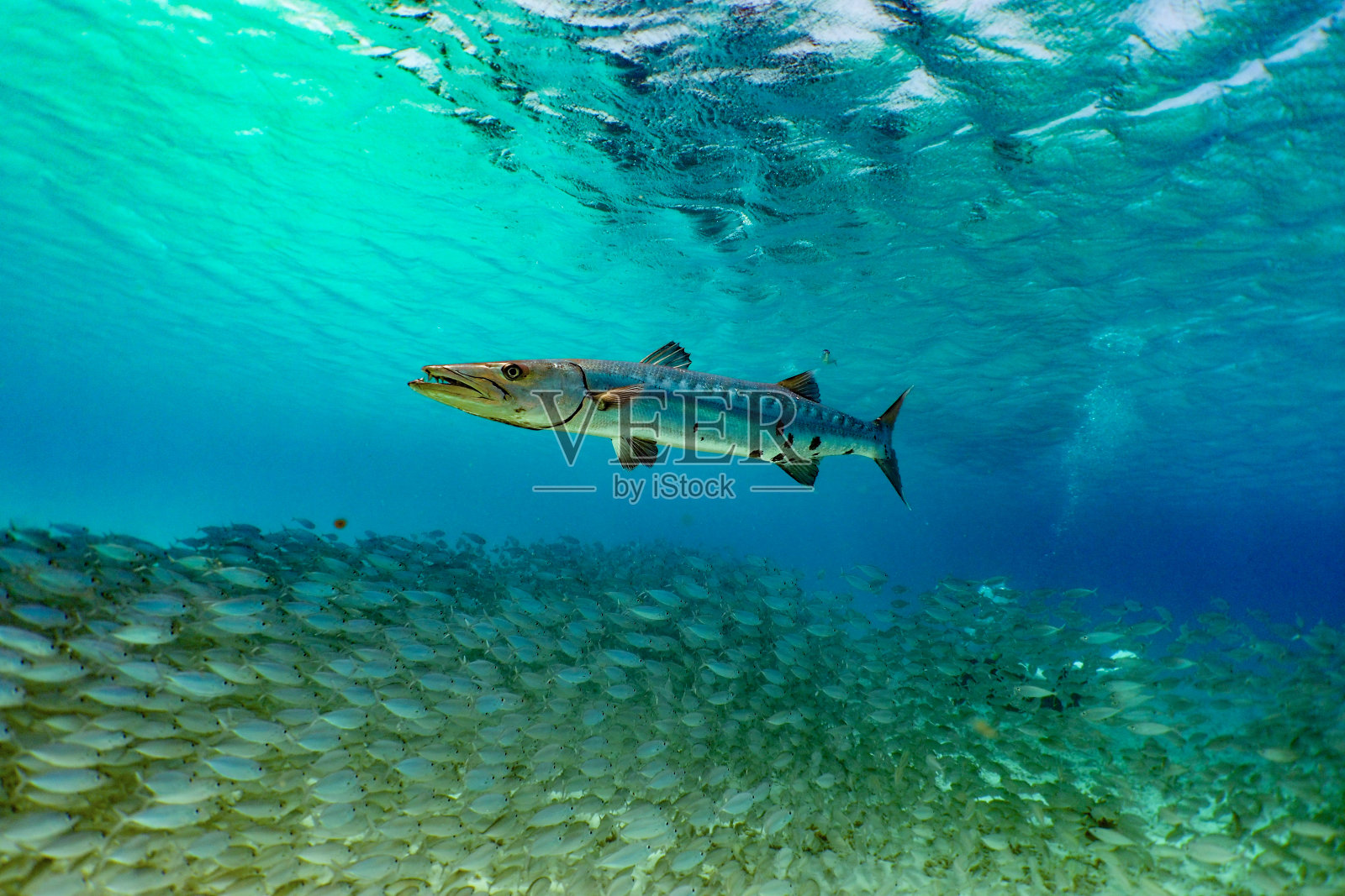 梭鱼在狩猎照片摄影图片