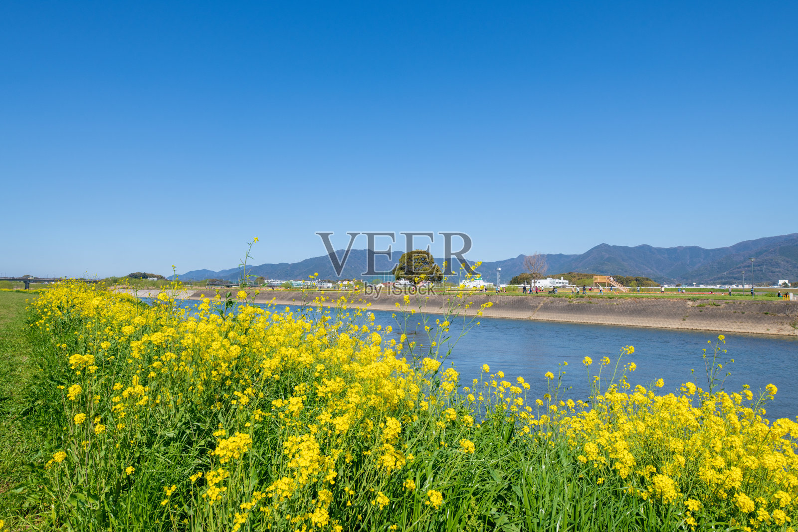 春天的蔚蓝天空中，昂加河和油菜花盛开照片摄影图片