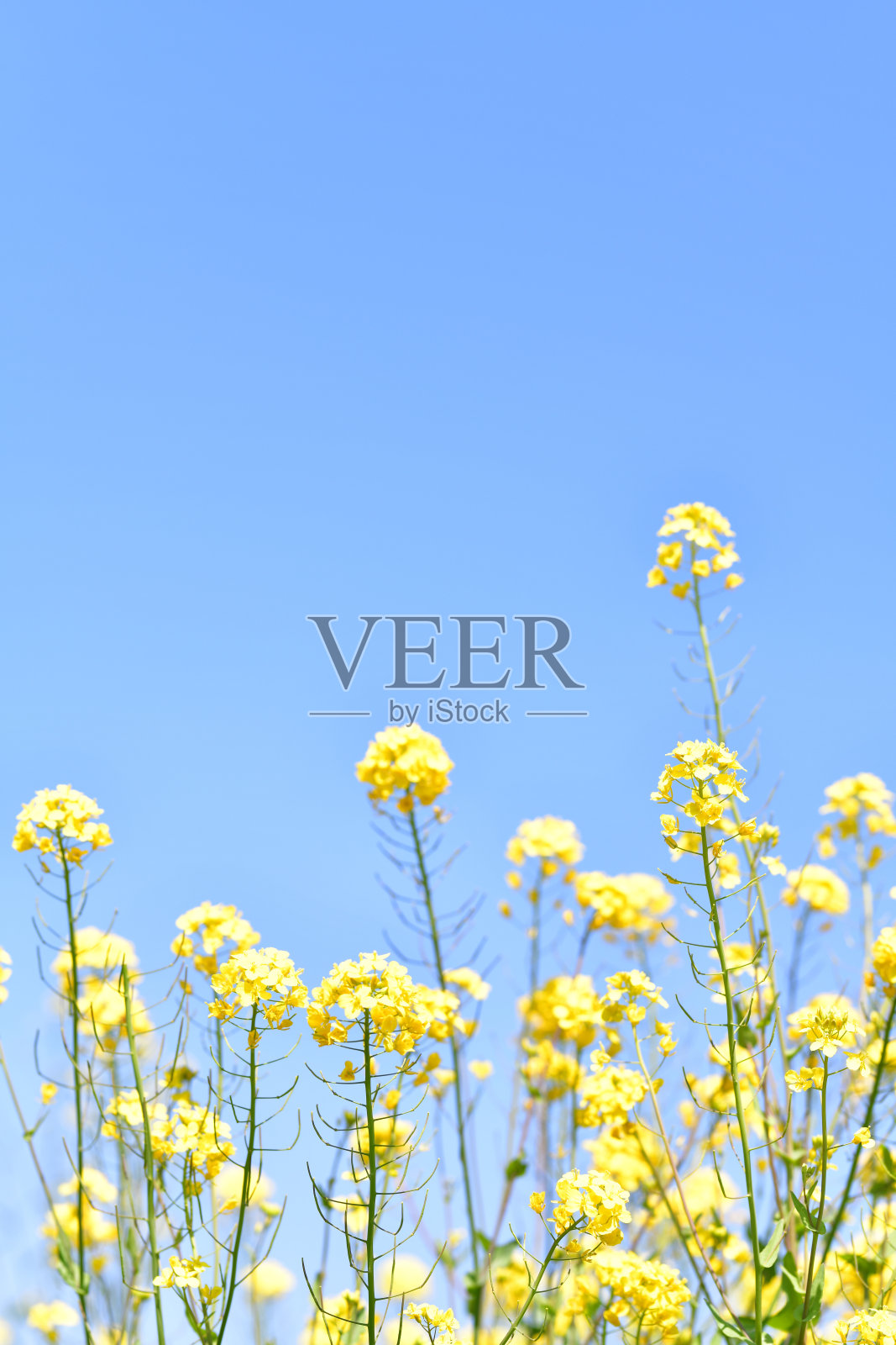 蓝天和油菜花照片摄影图片