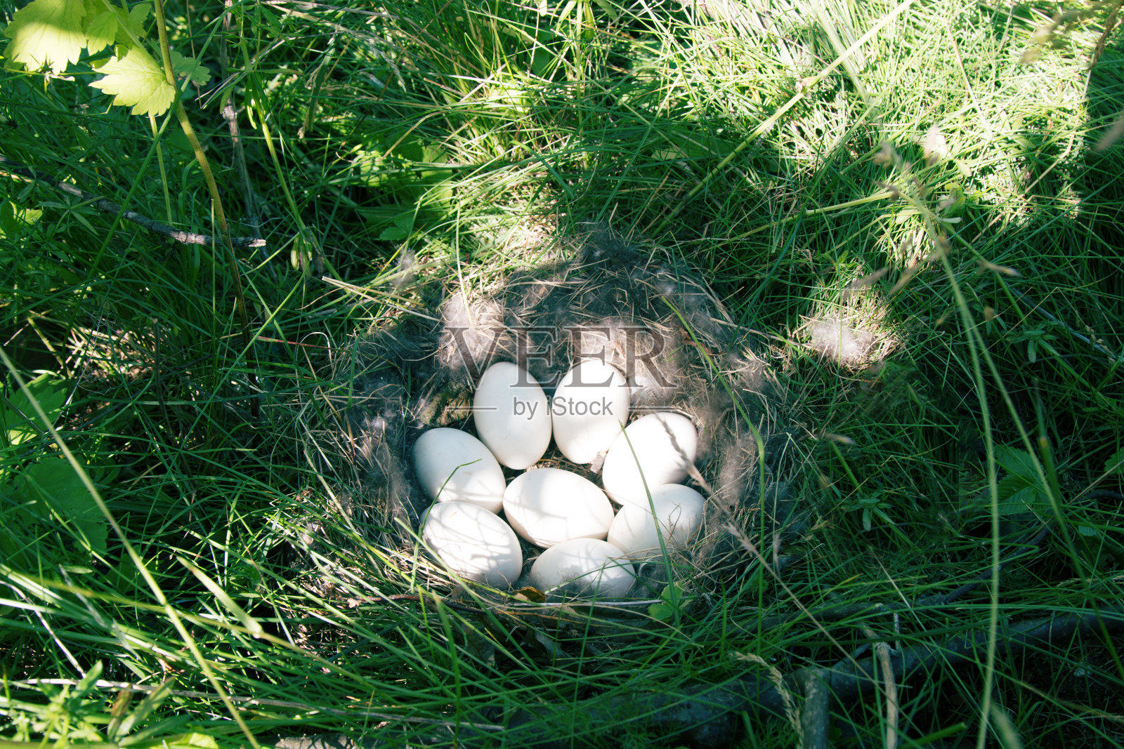 Widgeon (Anas penelope)鸭的巢照片摄影图片