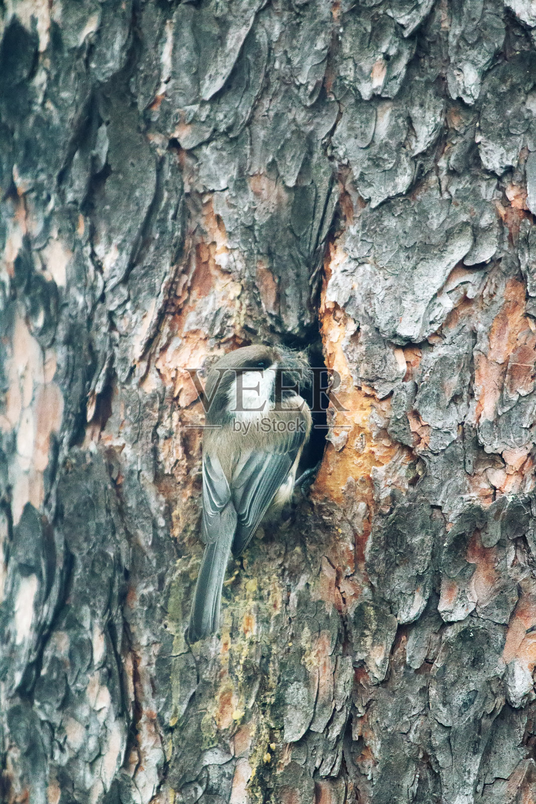 阿拉斯加山雀在山谷里筑巢照片摄影图片