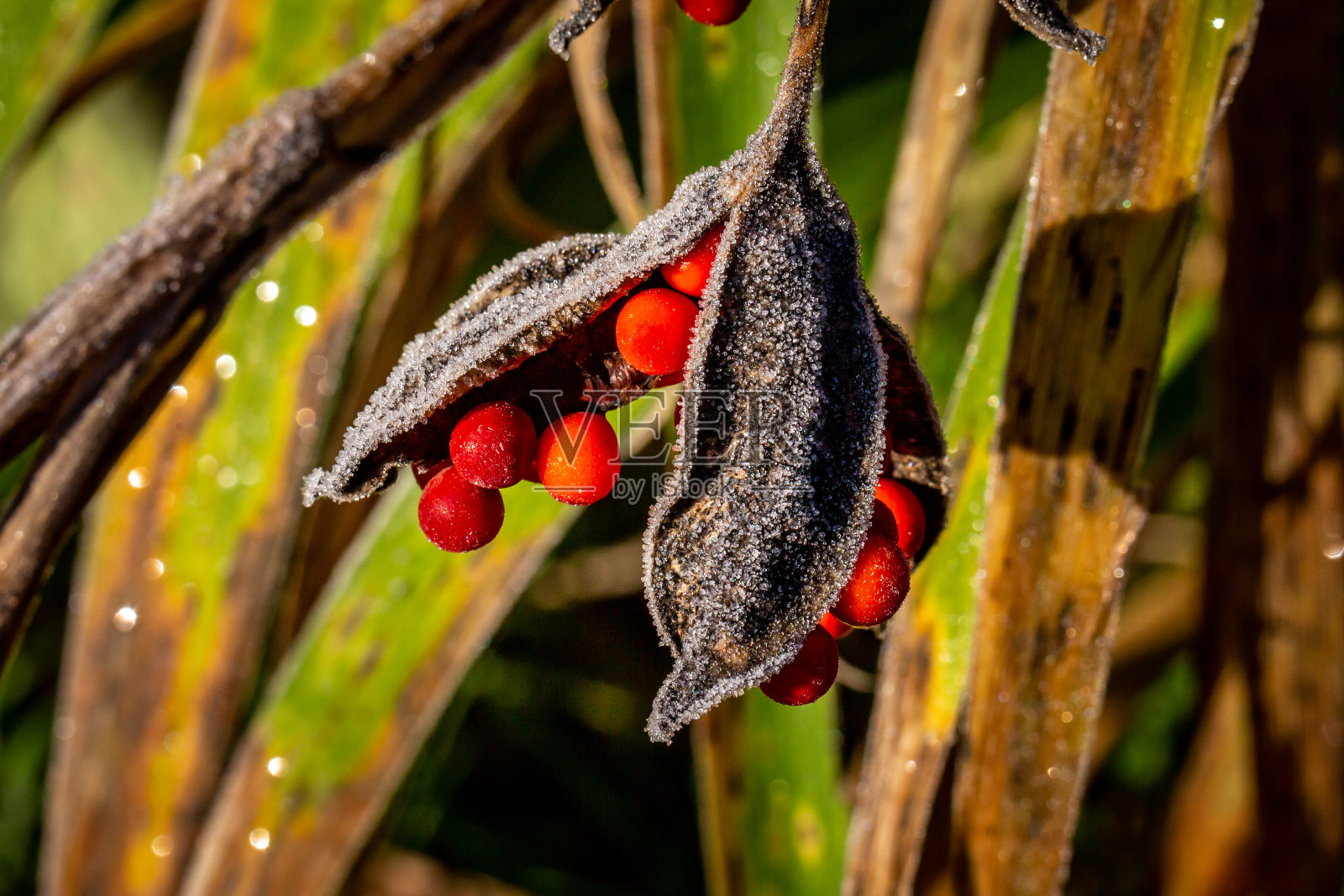 鸢尾植物的近距离特写，也被称为臭鸢尾，具有浅景深照片摄影图片