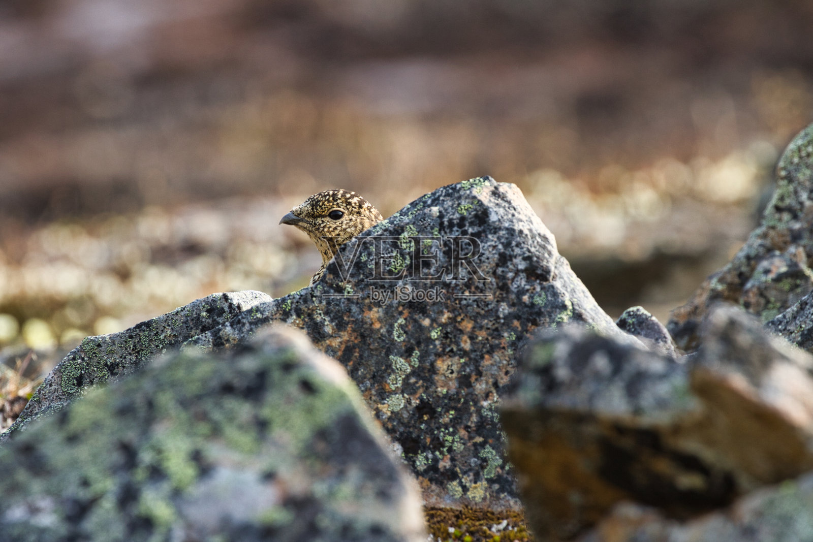 岩石翼龙照片摄影图片