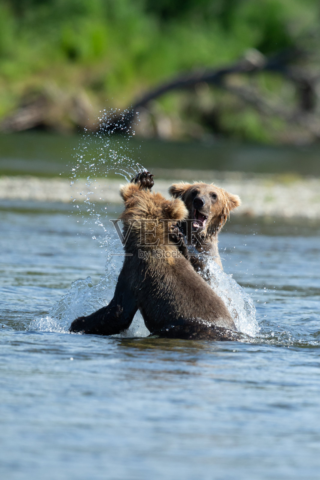灰熊幼崽在河里嬉戏打闹照片摄影图片