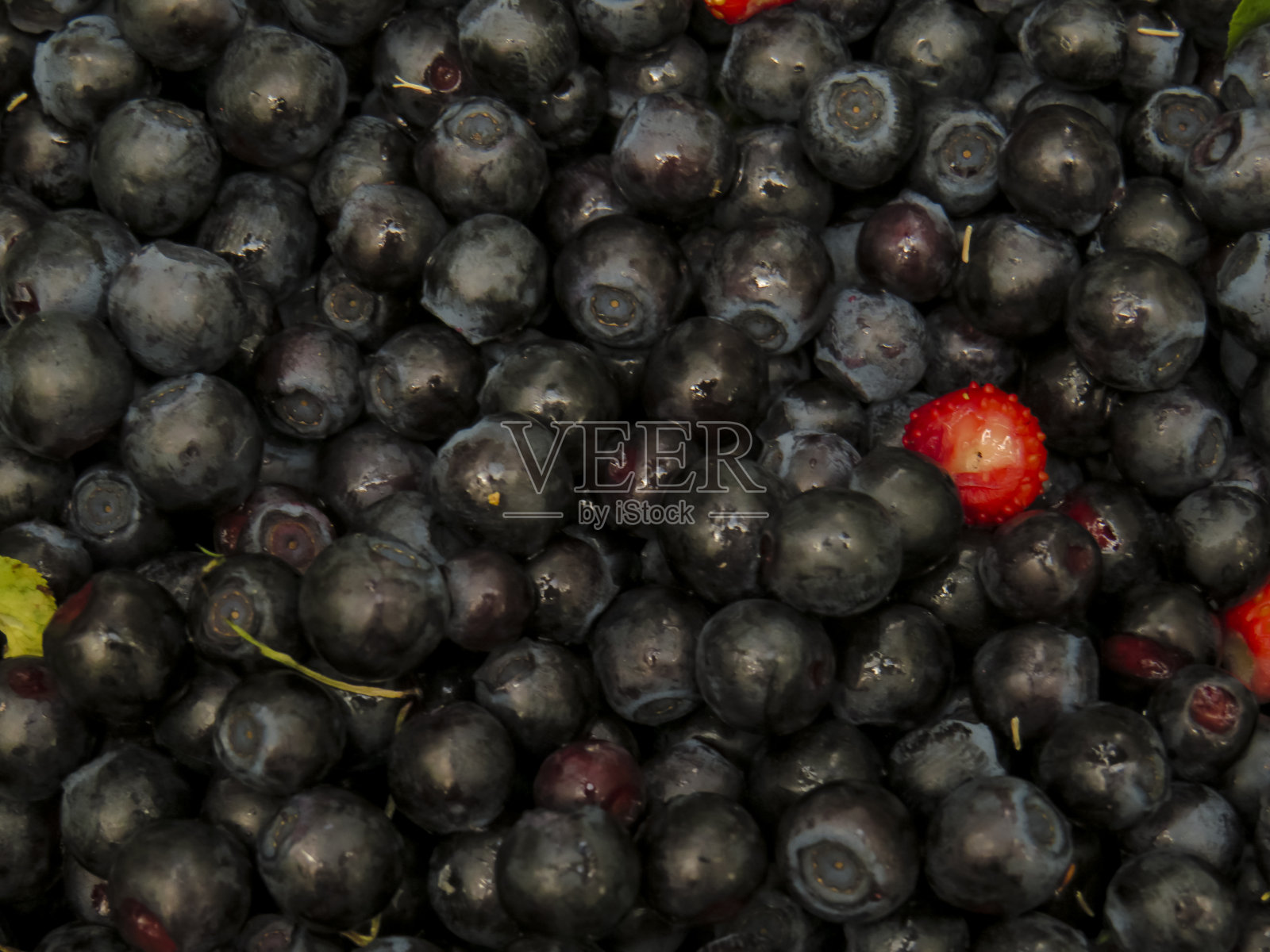 成熟的蓝莓浆果特写照片摄影图片
