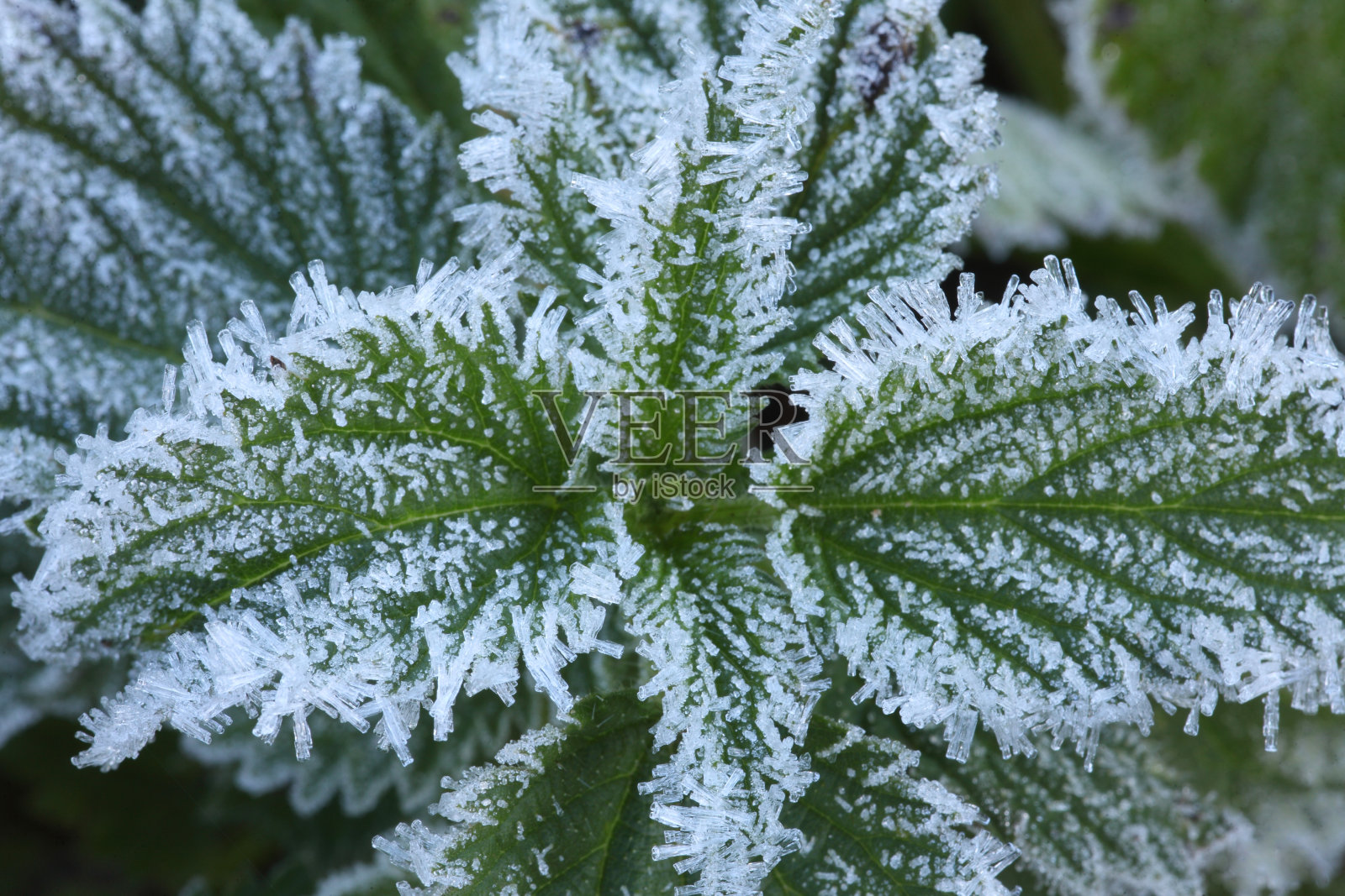 在爱沙尼亚，第一个寒冷的秋夜过后，冻疮在一个霜蒙蒙的早晨落下照片摄影图片