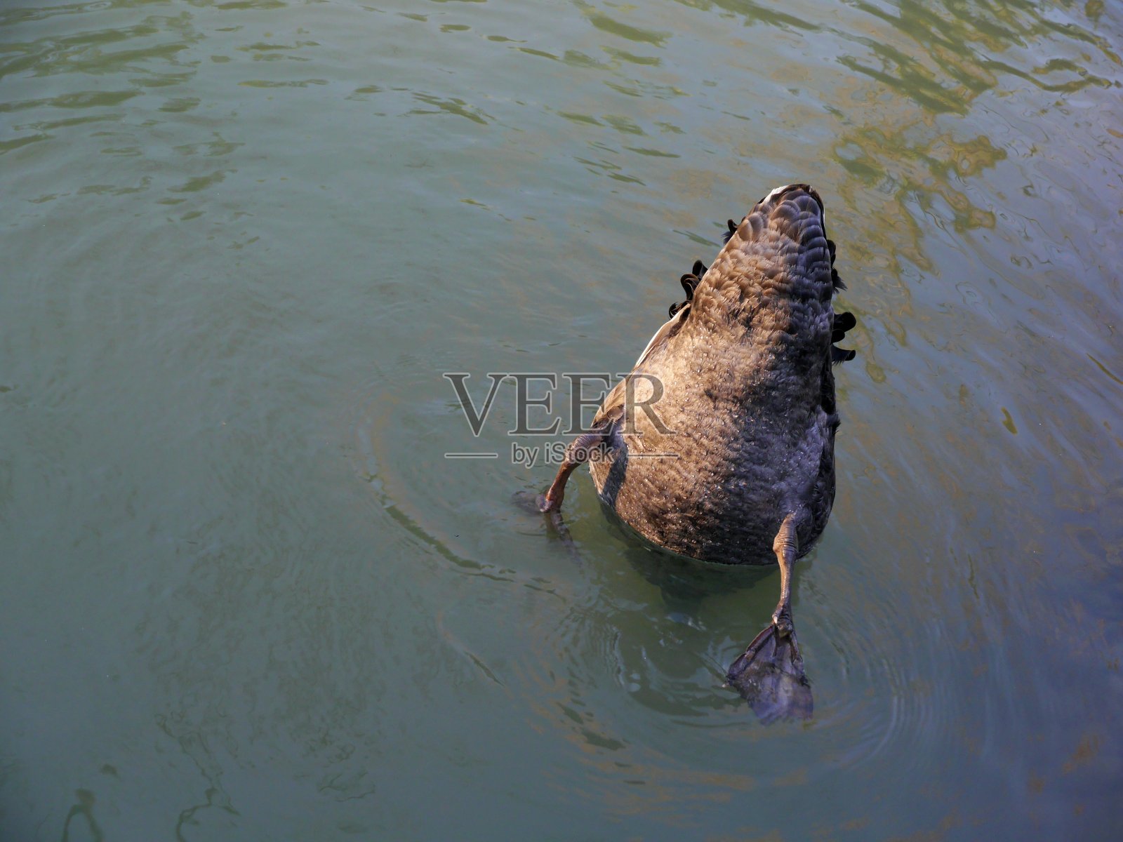 黑天鹅照片摄影图片