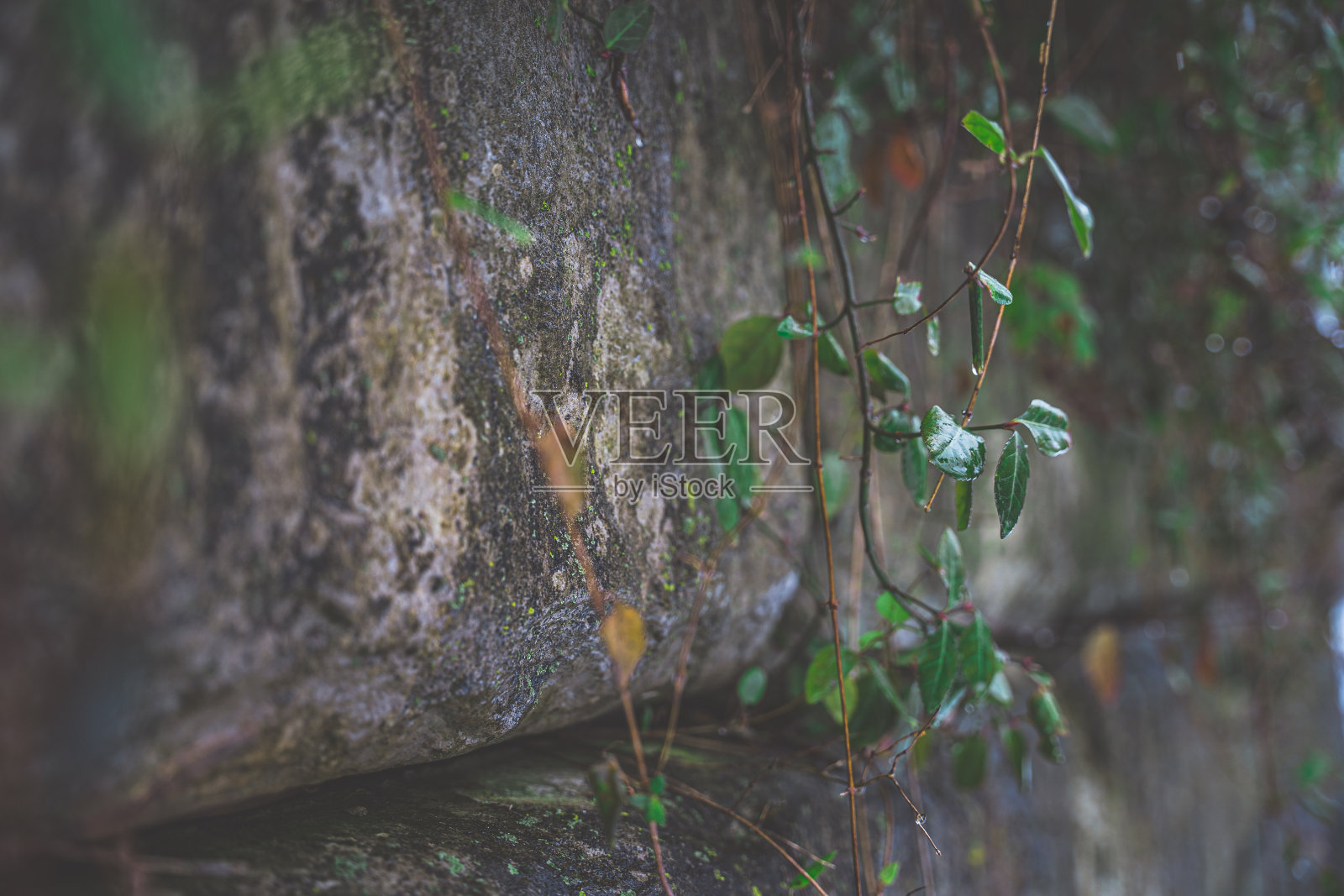 带植被的石墙照片摄影图片