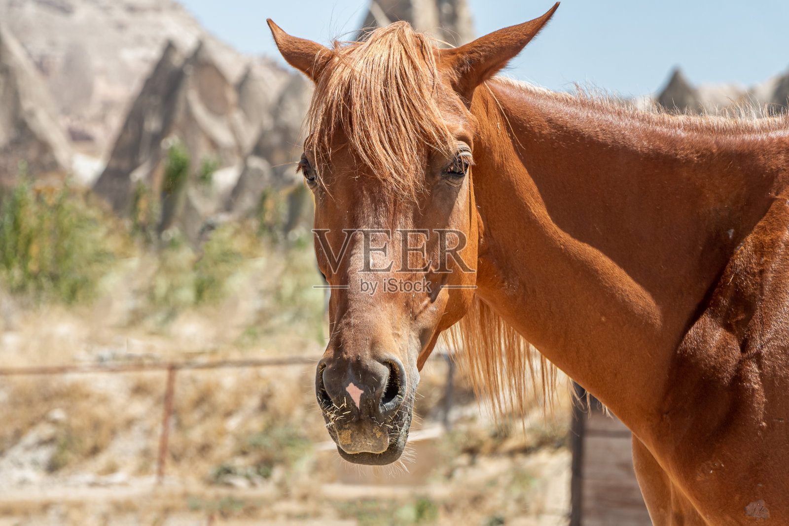 在阳光明媚的日子里，美丽的红马映衬着群山照片摄影图片