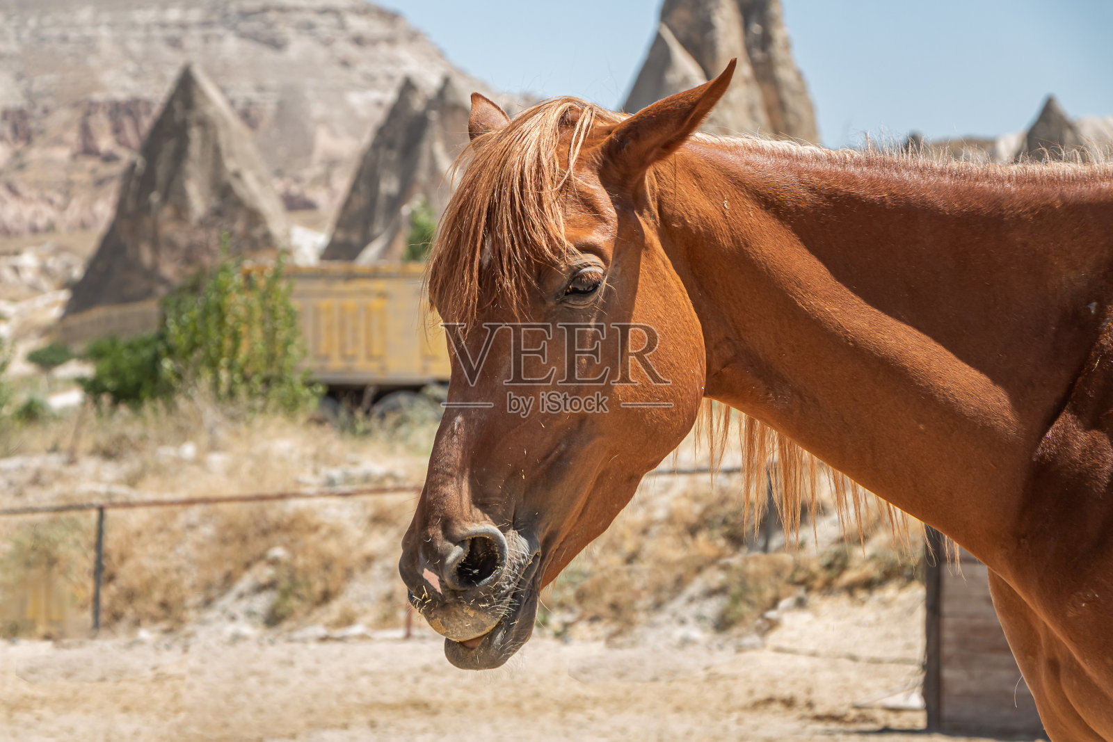在阳光明媚的日子里，美丽的红马映衬着群山照片摄影图片