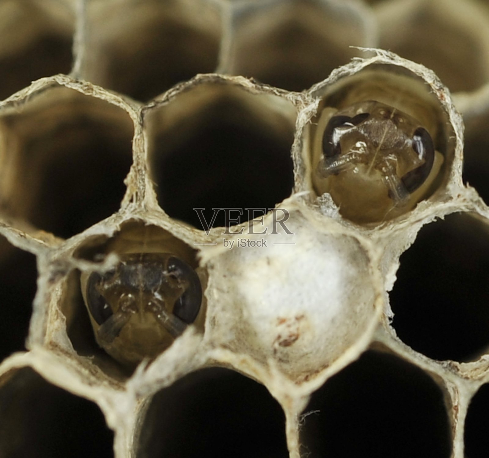 胡蜂Pre-pupa照片摄影图片