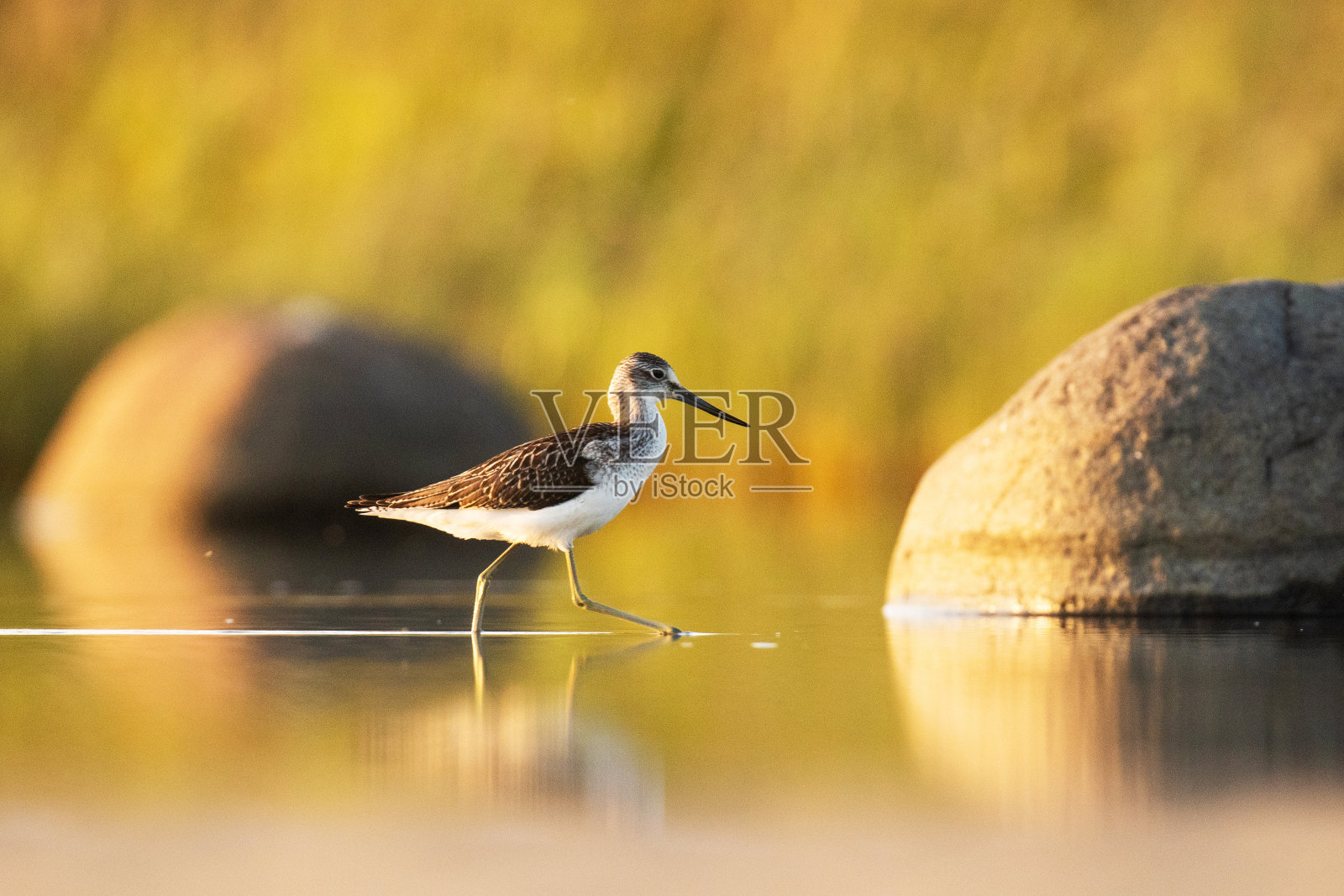 欧洲涉禽常见的绿脚鹬，潮时在水中行走的川加星云照片摄影图片