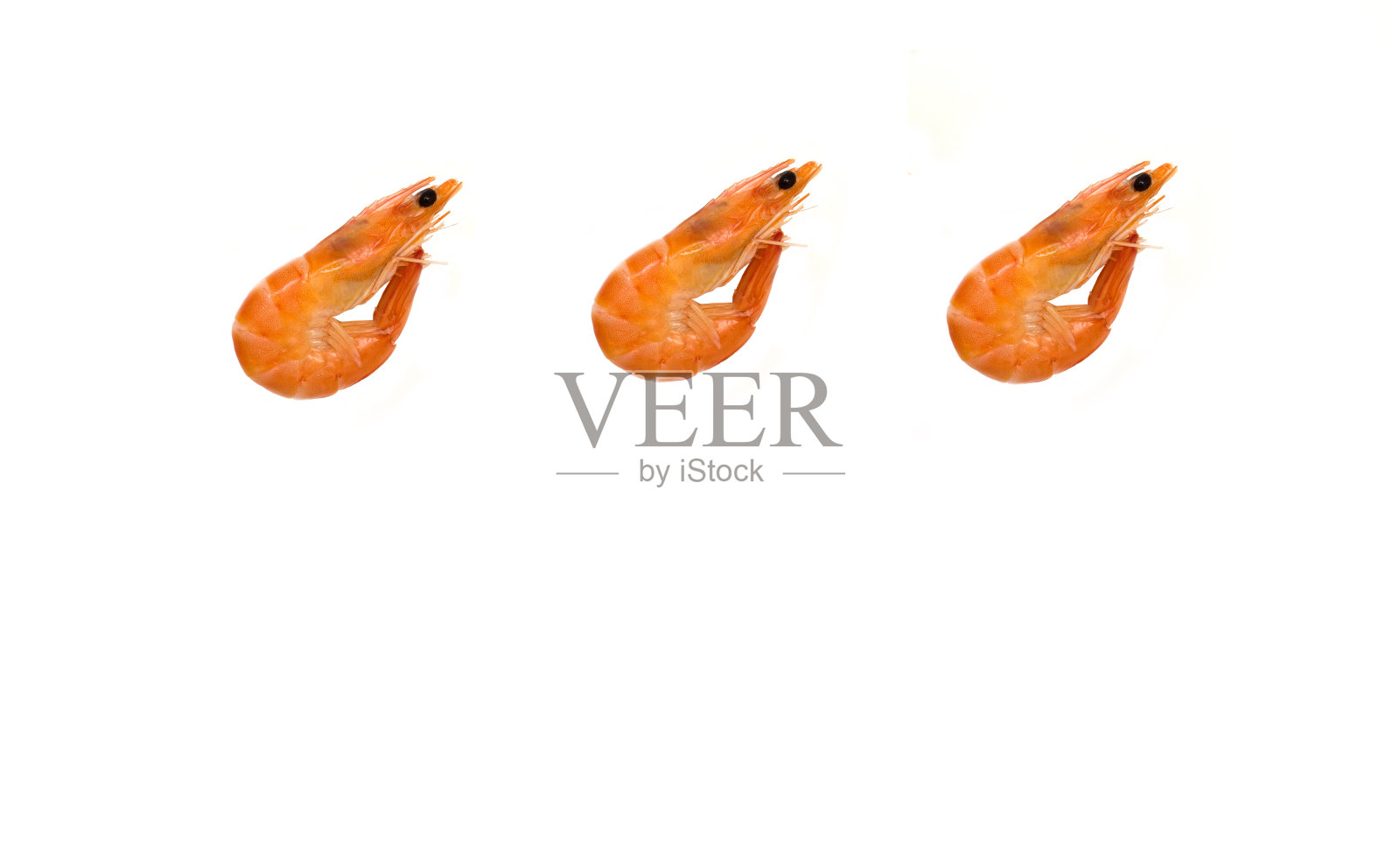 虾隔在白色背景复制空间，放置文字。照片摄影图片