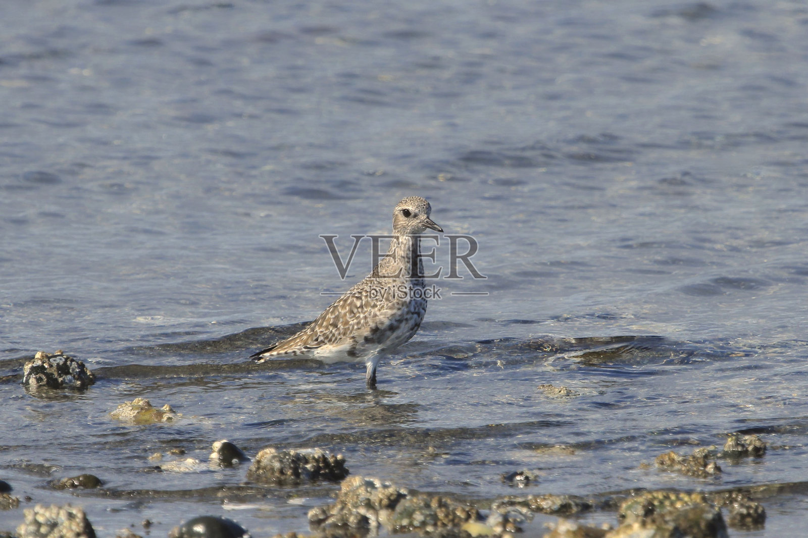 黑腹鸻(过渡羽)(雨栖鸻)照片摄影图片