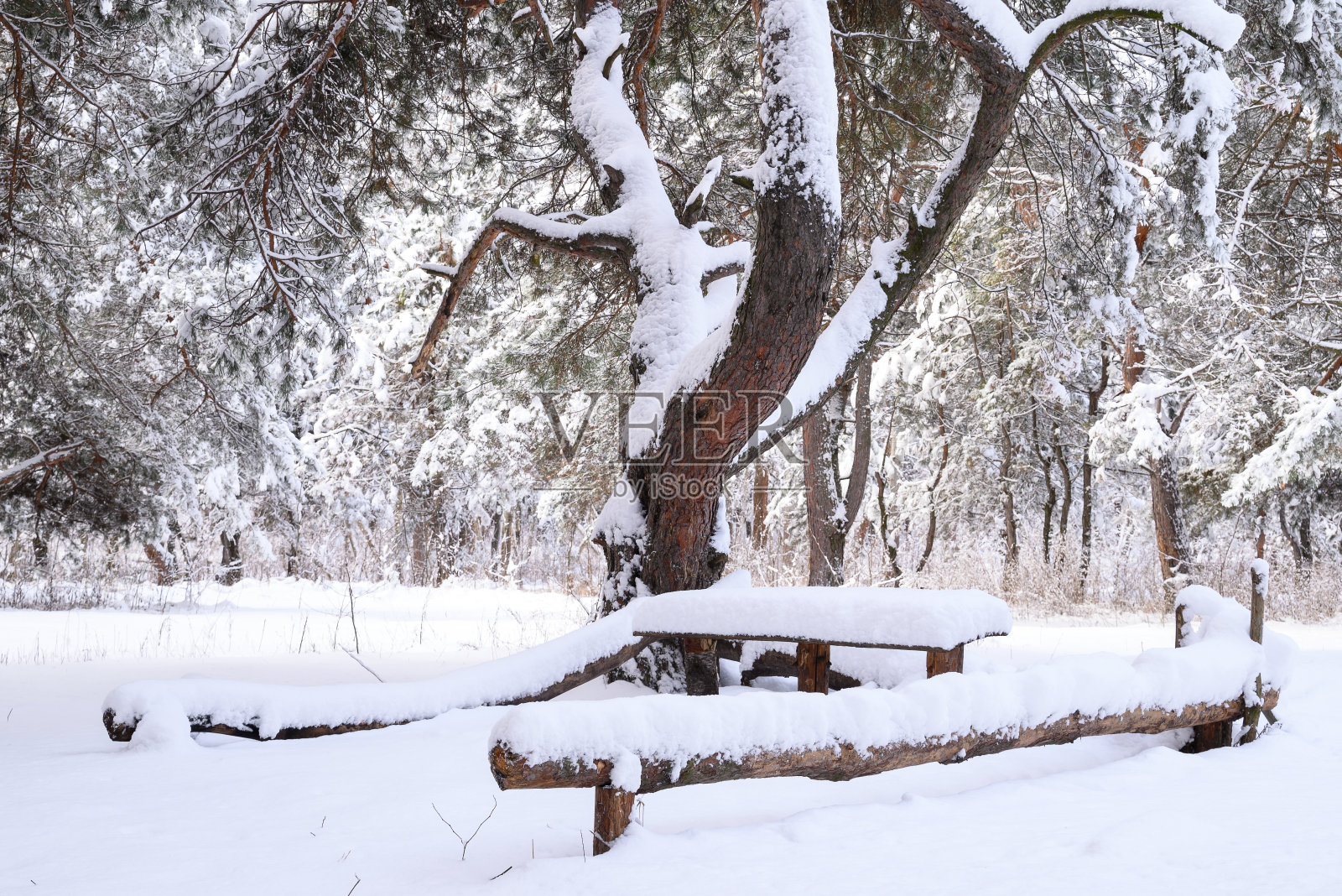 在雪原森林里休息的地方一切都被雪覆盖着照片摄影图片