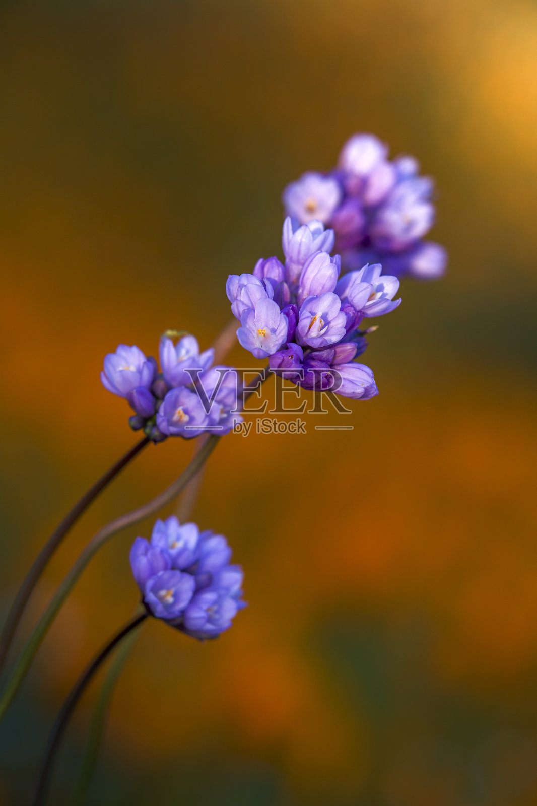 加州野花-炫耀照片摄影图片