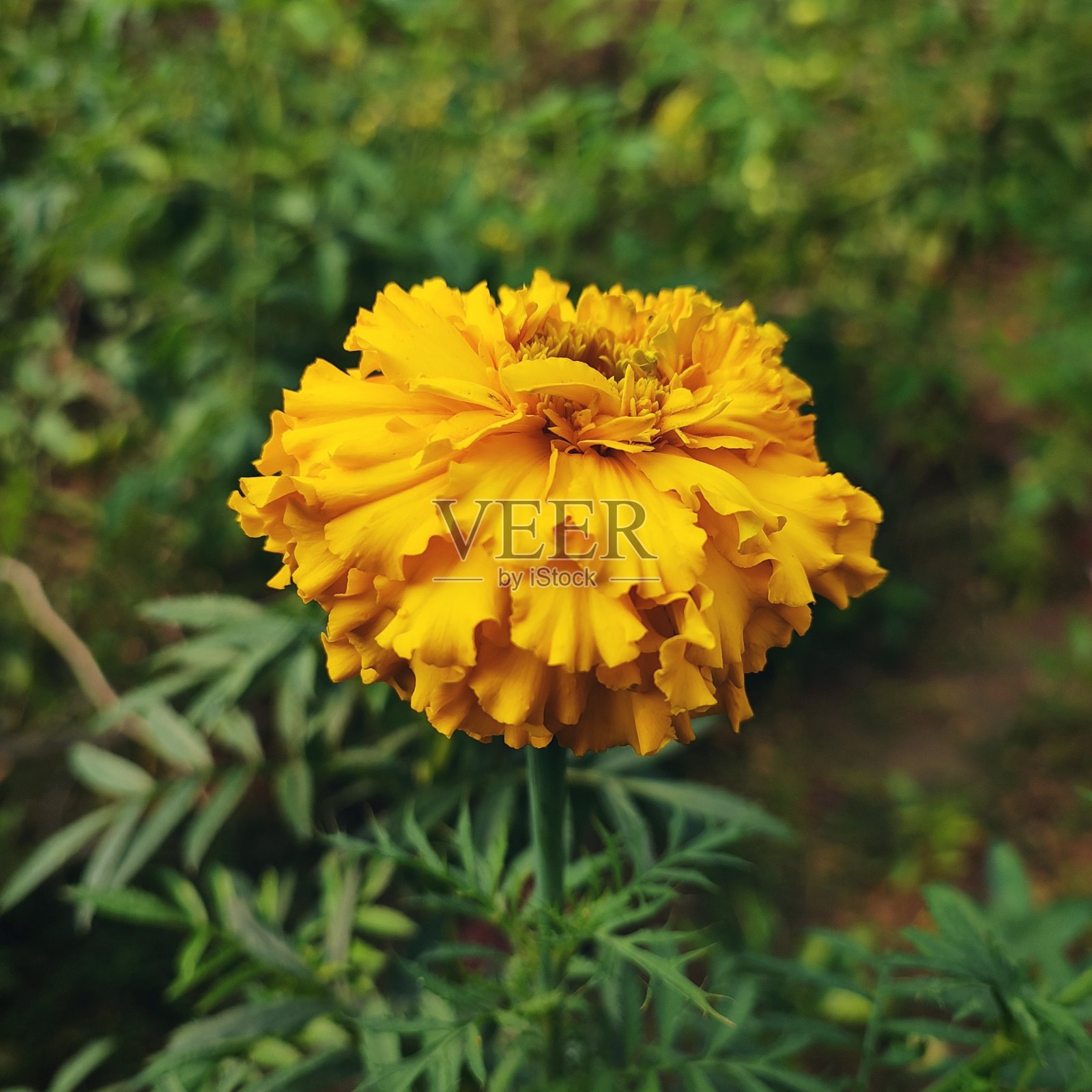 黄色大万寿菊在冬天开花照片摄影图片