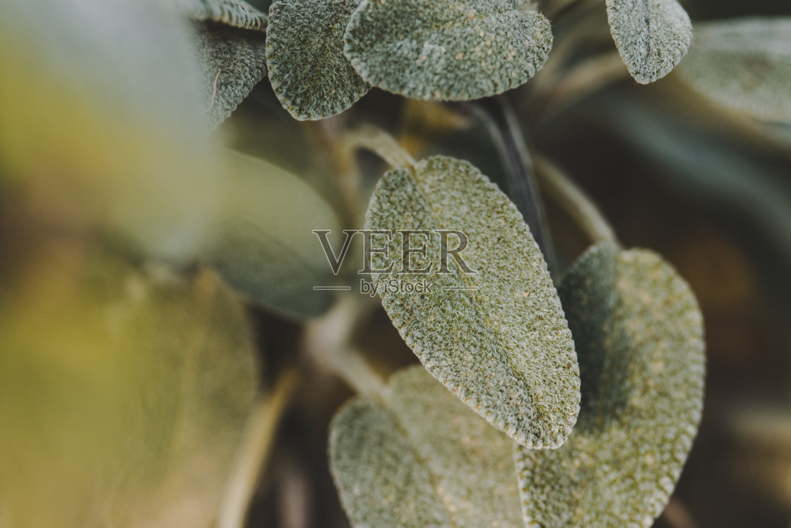 圣人照片摄影图片