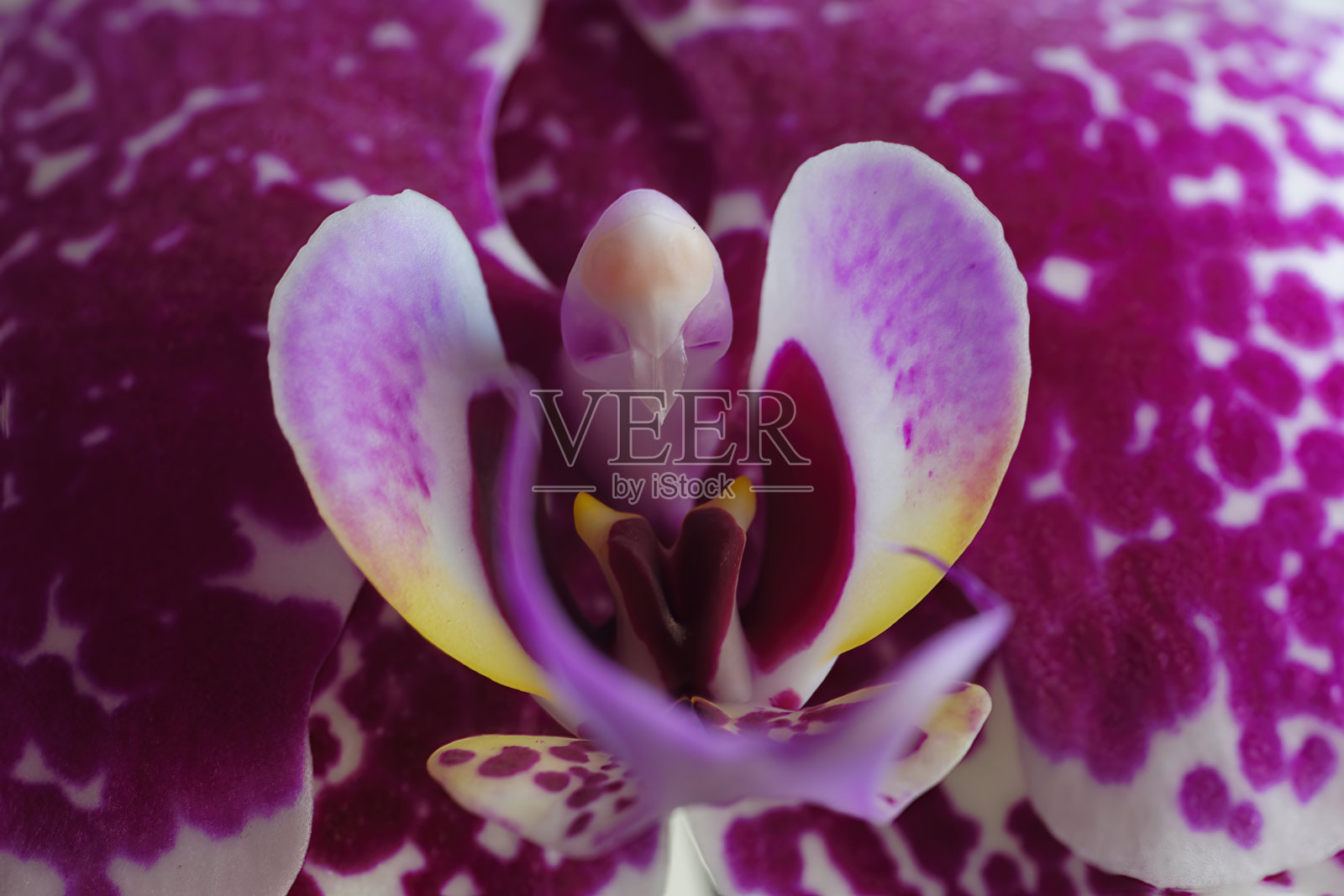 一个美丽的紫花和白色兰花(蝴蝶兰)花的微距照片照片摄影图片