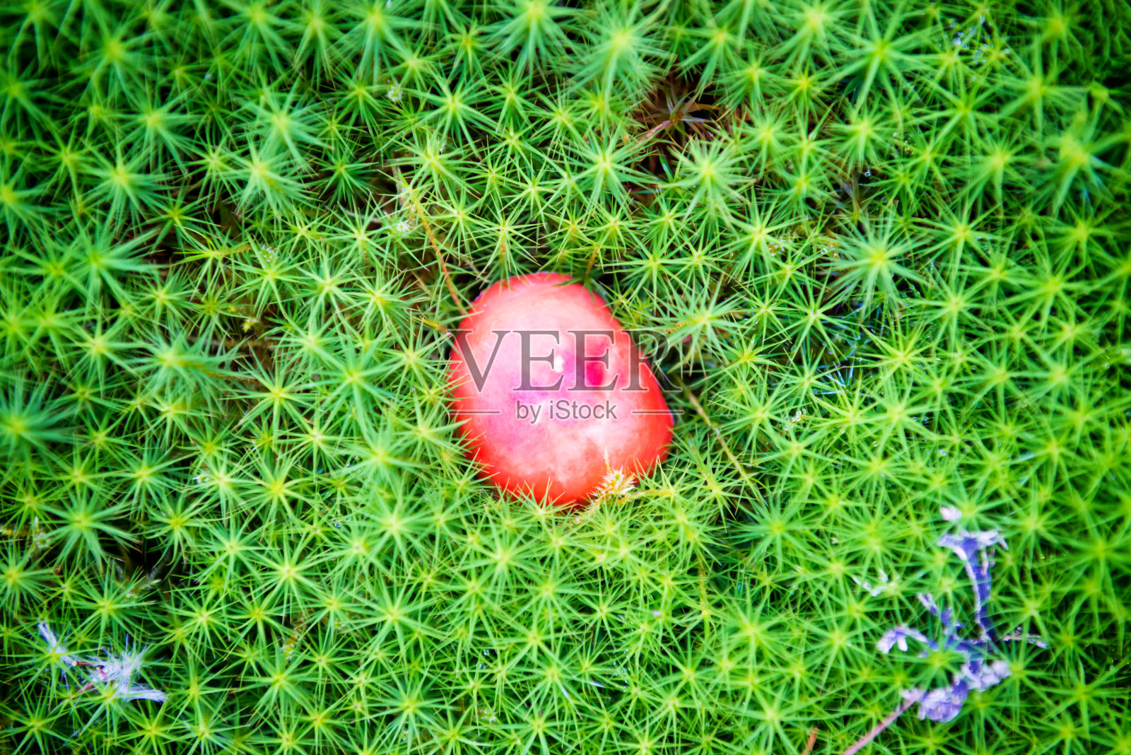 绿色苔藓中的红色蘑菇照片摄影图片