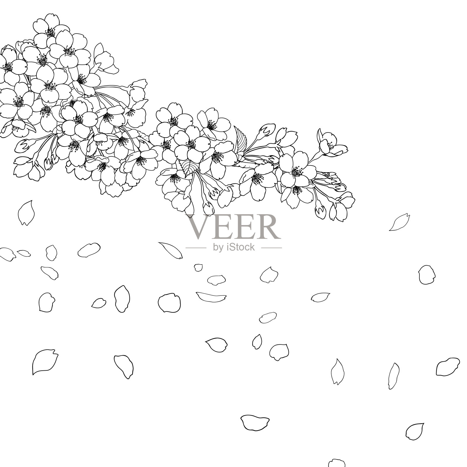 手绘线画樱花插图插画图片素材