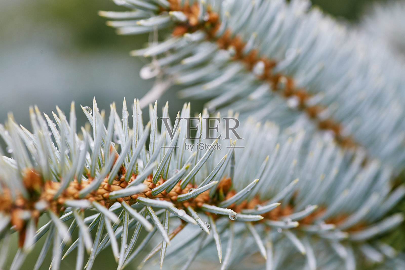 Blue spruce分支照片摄影图片