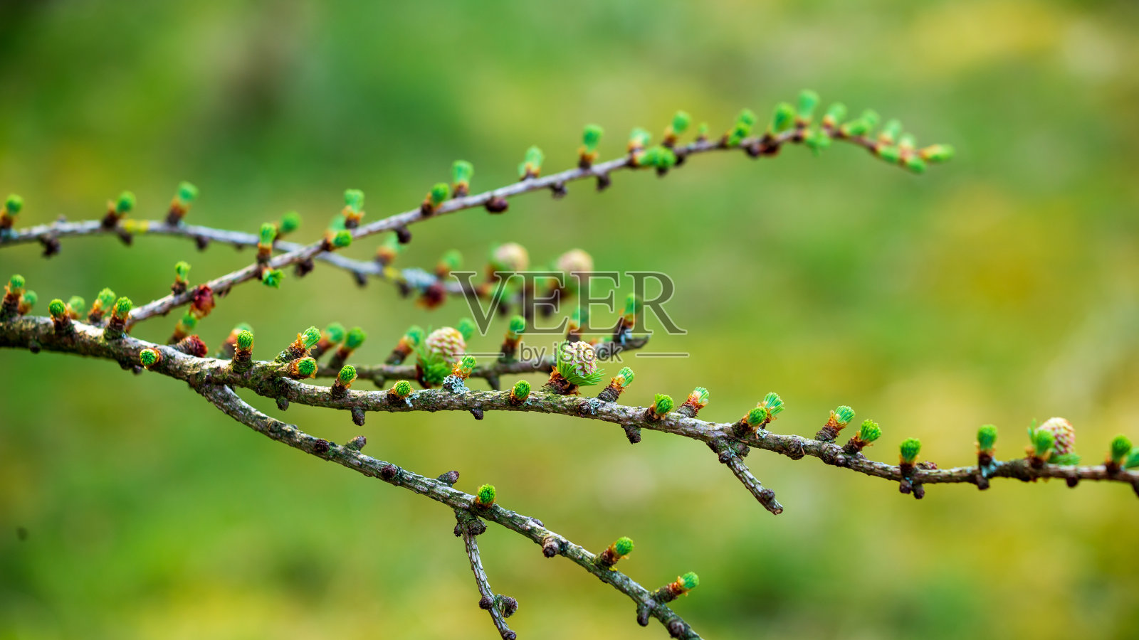 带幼松球果的落叶松新鲜枝条照片摄影图片